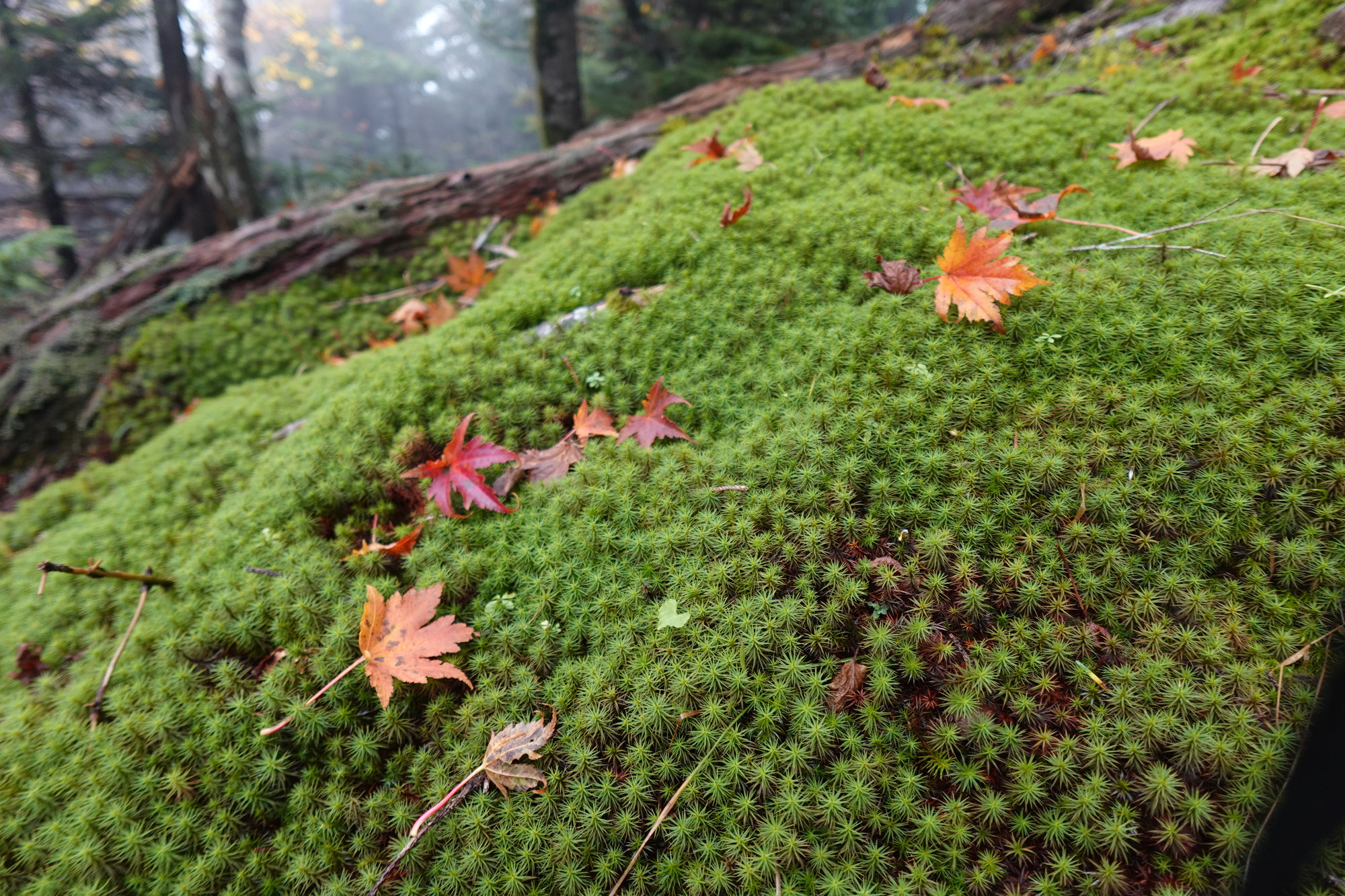 大峰山と大台ヶ原