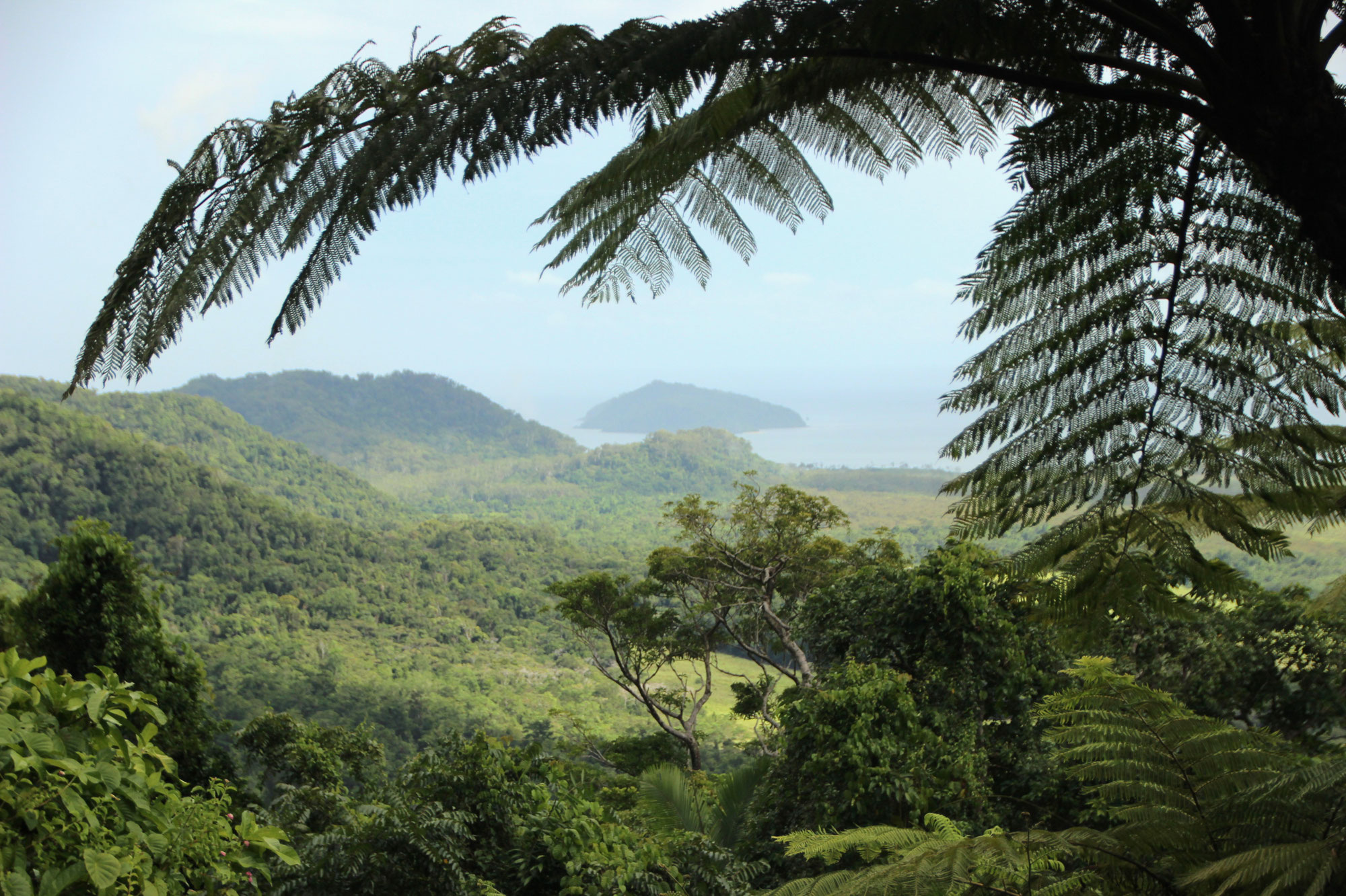 Forêt africaine : enjeux, défis et espoirs face à la déforestation
