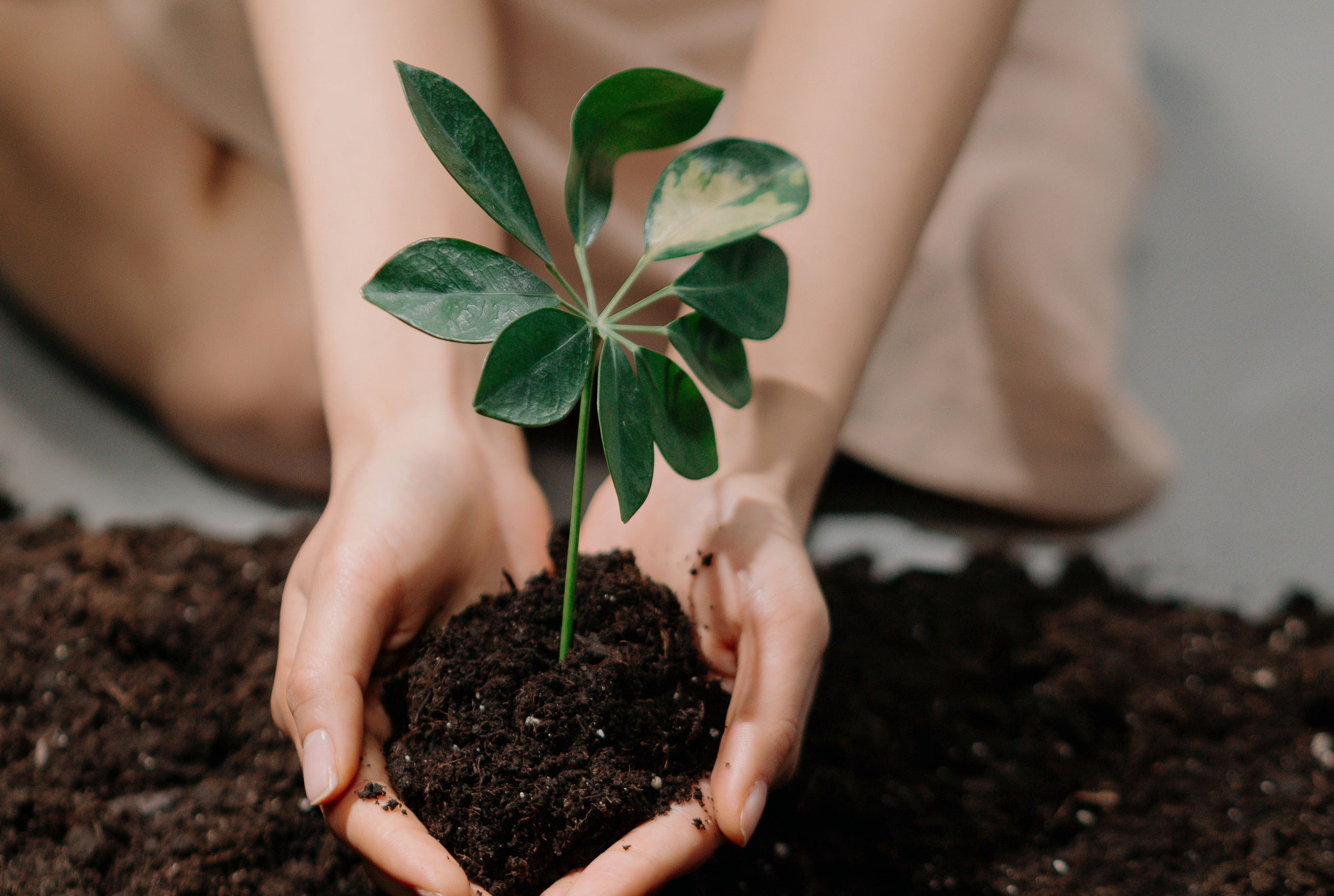 Déterrer les arbres de la pépinière pour les transplanter