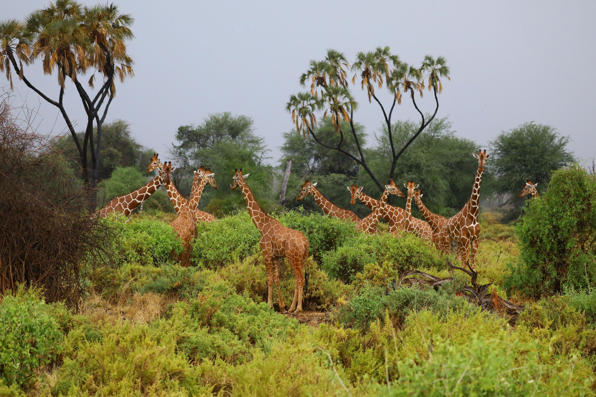 L’impact de l’environnement sur la forêt africaine