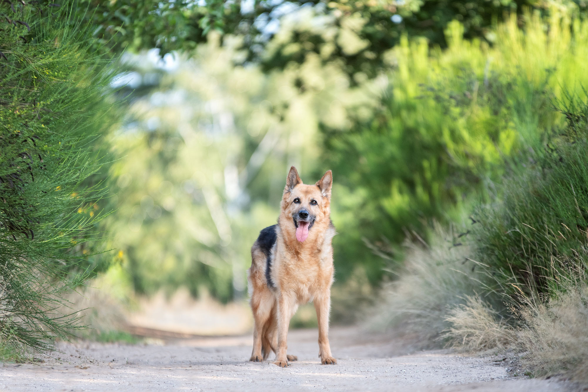 Seelenhund Anka – über eine Verbindung, die bleibt