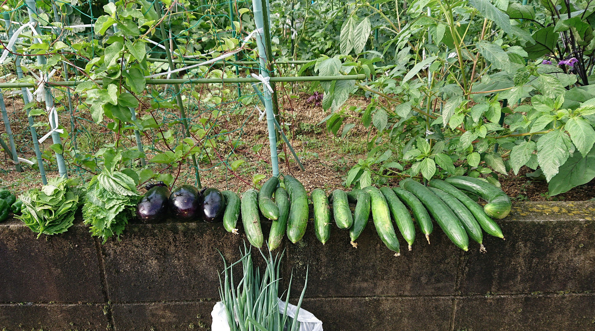 夏野菜収穫