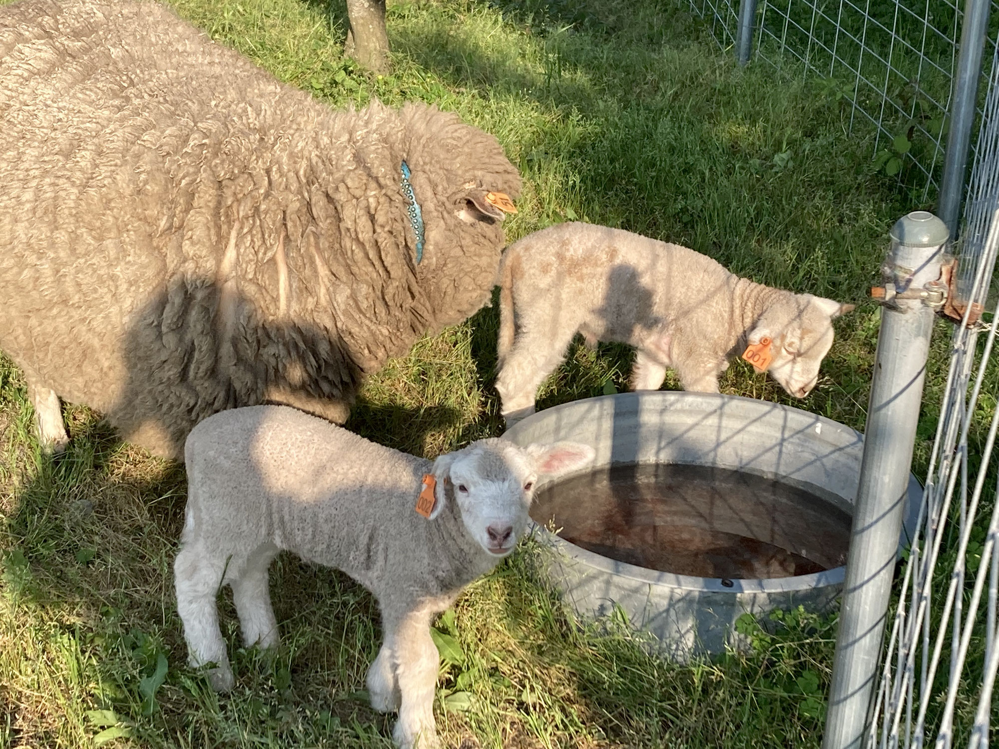 子羊、産まれました