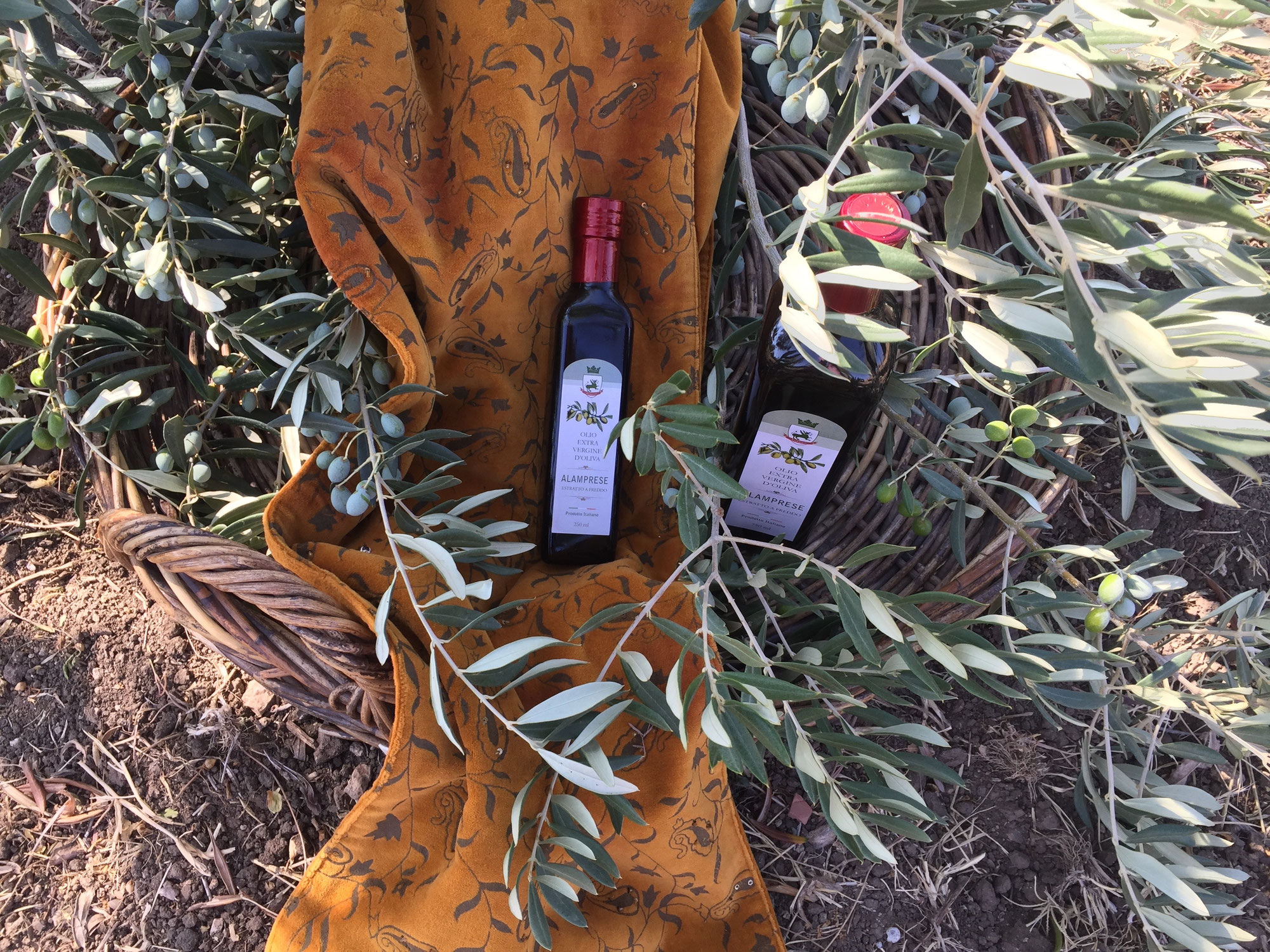 Olio Extravergine di Oliva Italiano - Il più ricercato all'estero