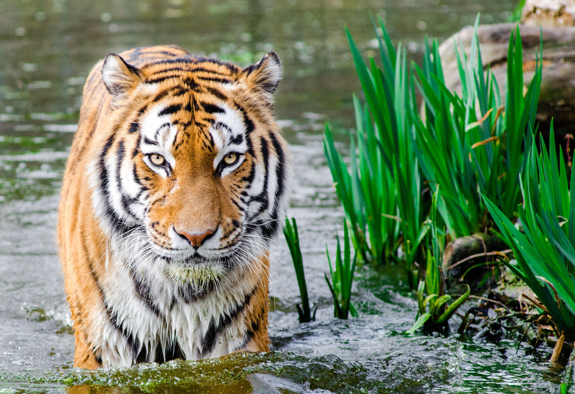 Das Wasser-Tiger-Yang Jahr 2022