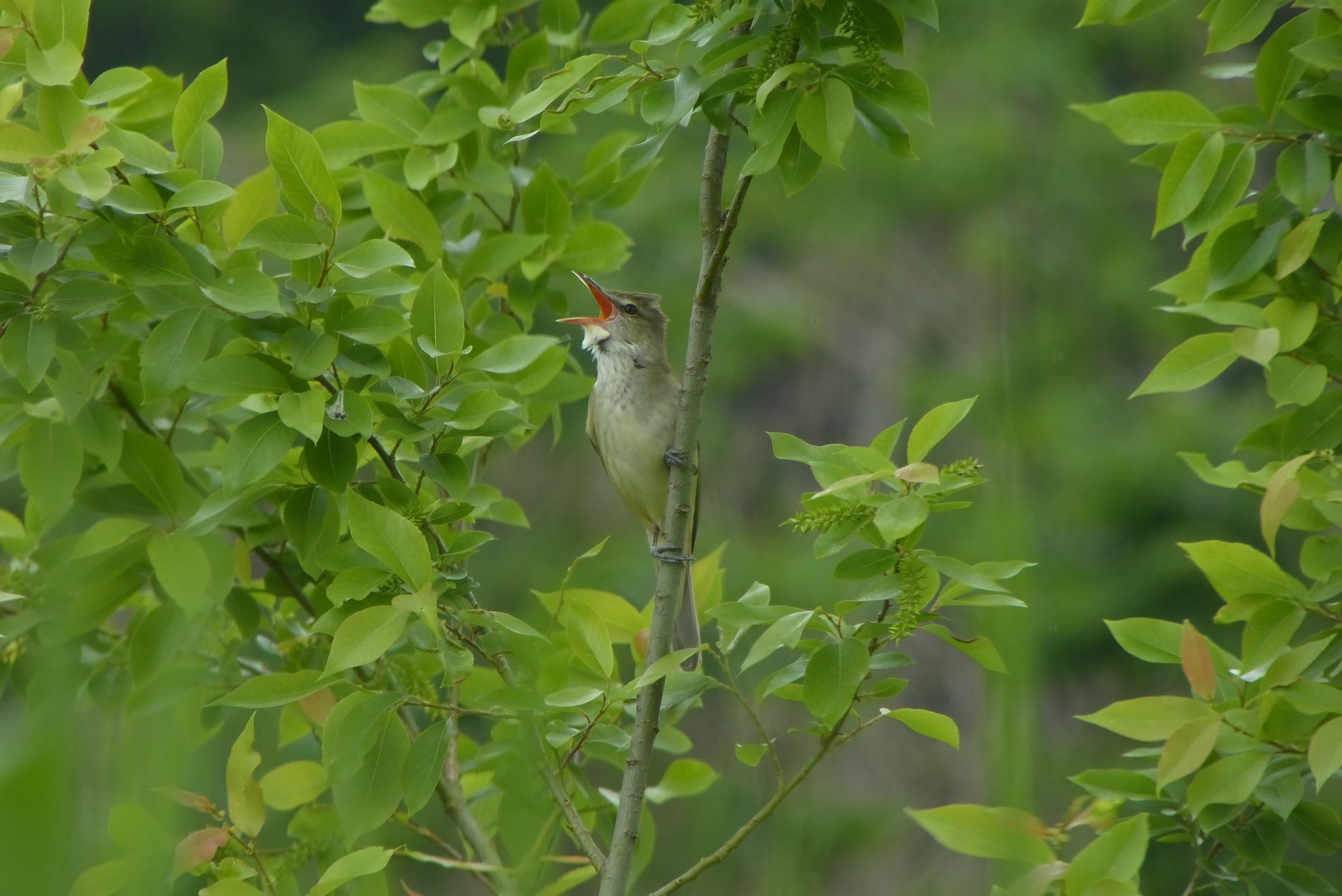 21年4月の探鳥会 バードウォッチング 日本野鳥の会奥多摩支部