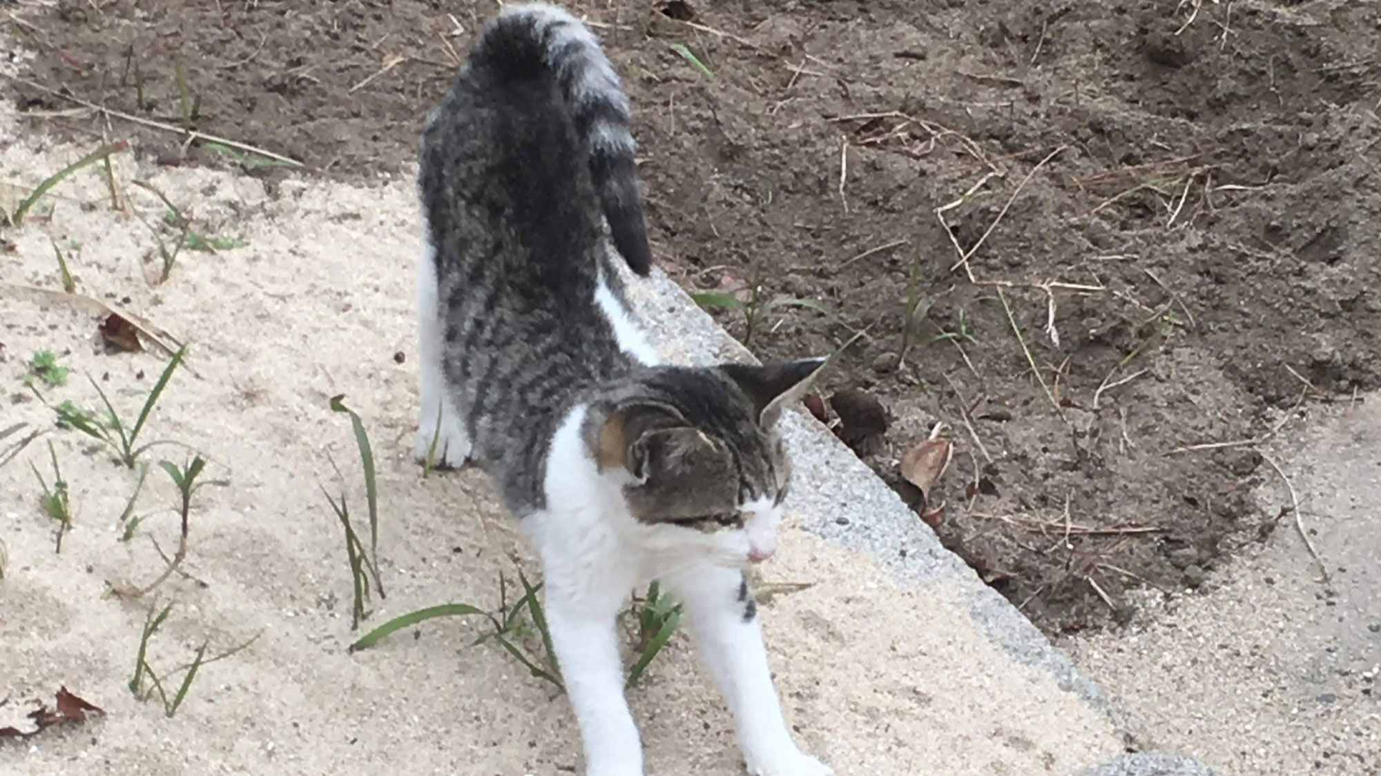 【社説】”猫の島”佐柳島に見る「地域活性」と「集客」の共存の方法とは