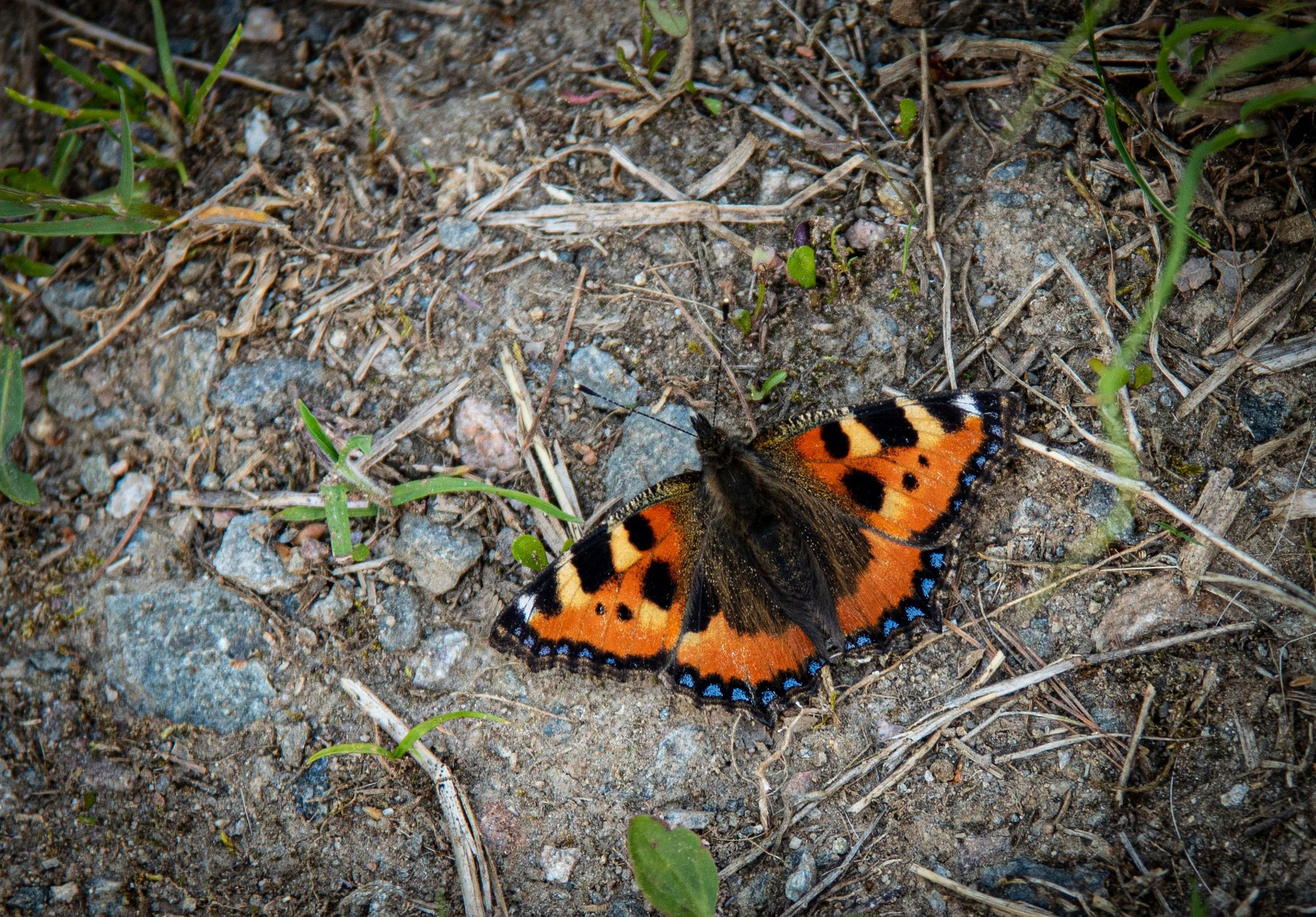 Sterbephasen der Tiere nach der TCM