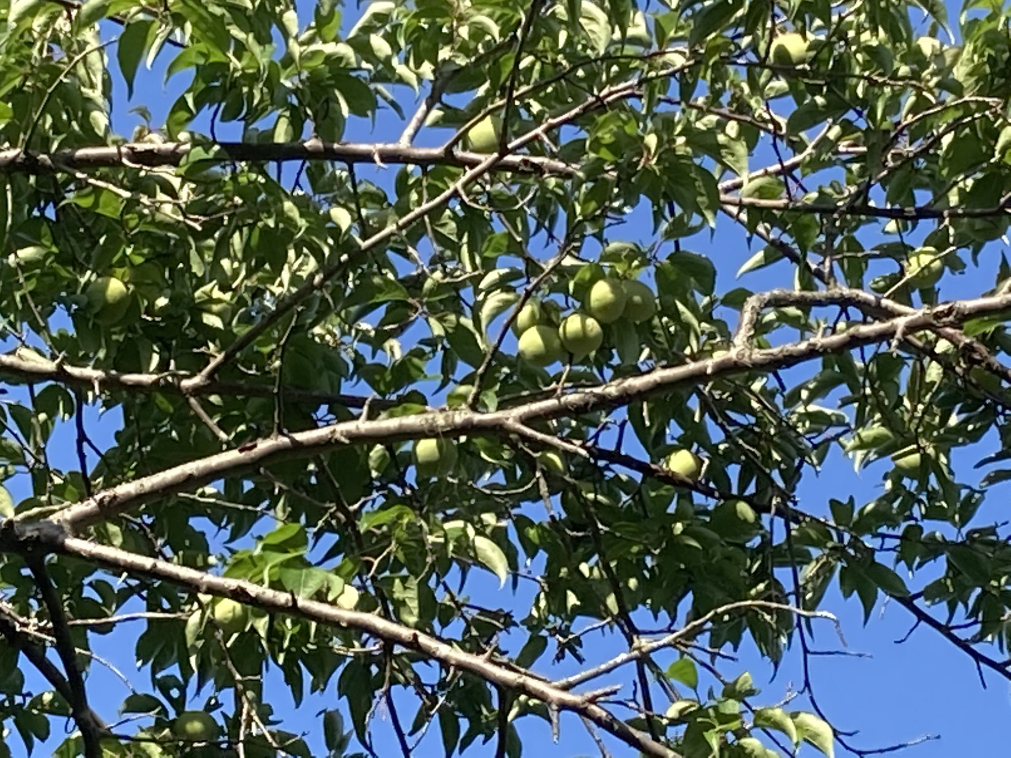 梅干しづくりしませんか？