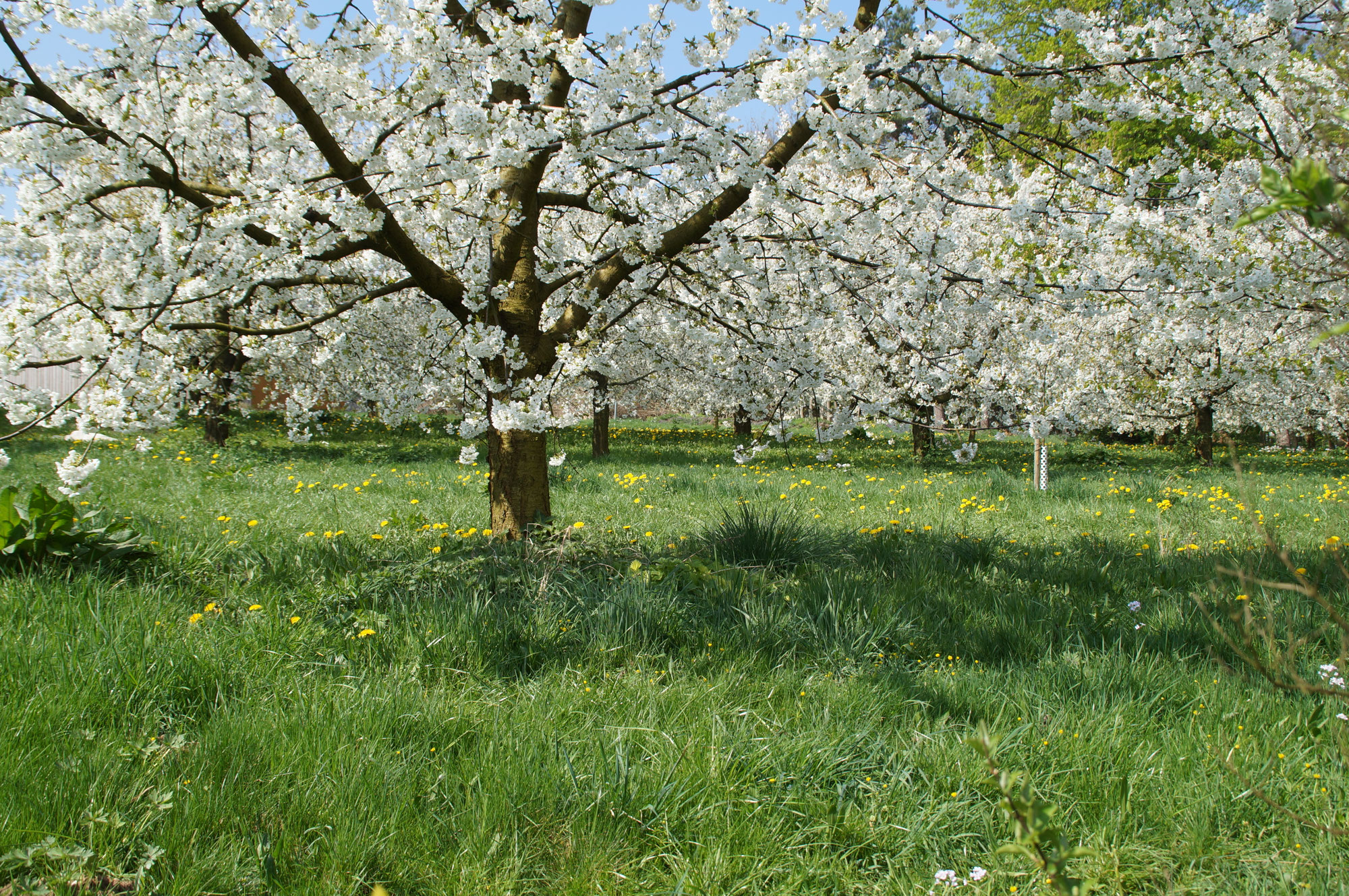 Impressum pfefferleseidmars seite!