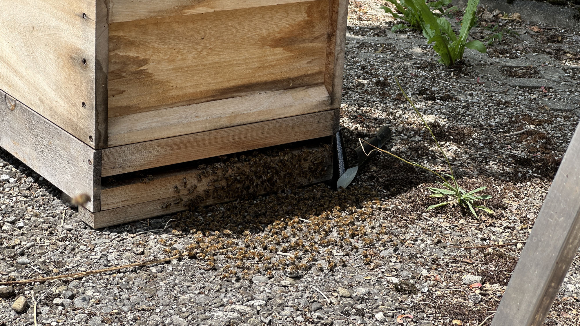 Umzug eines Bienenschwarms