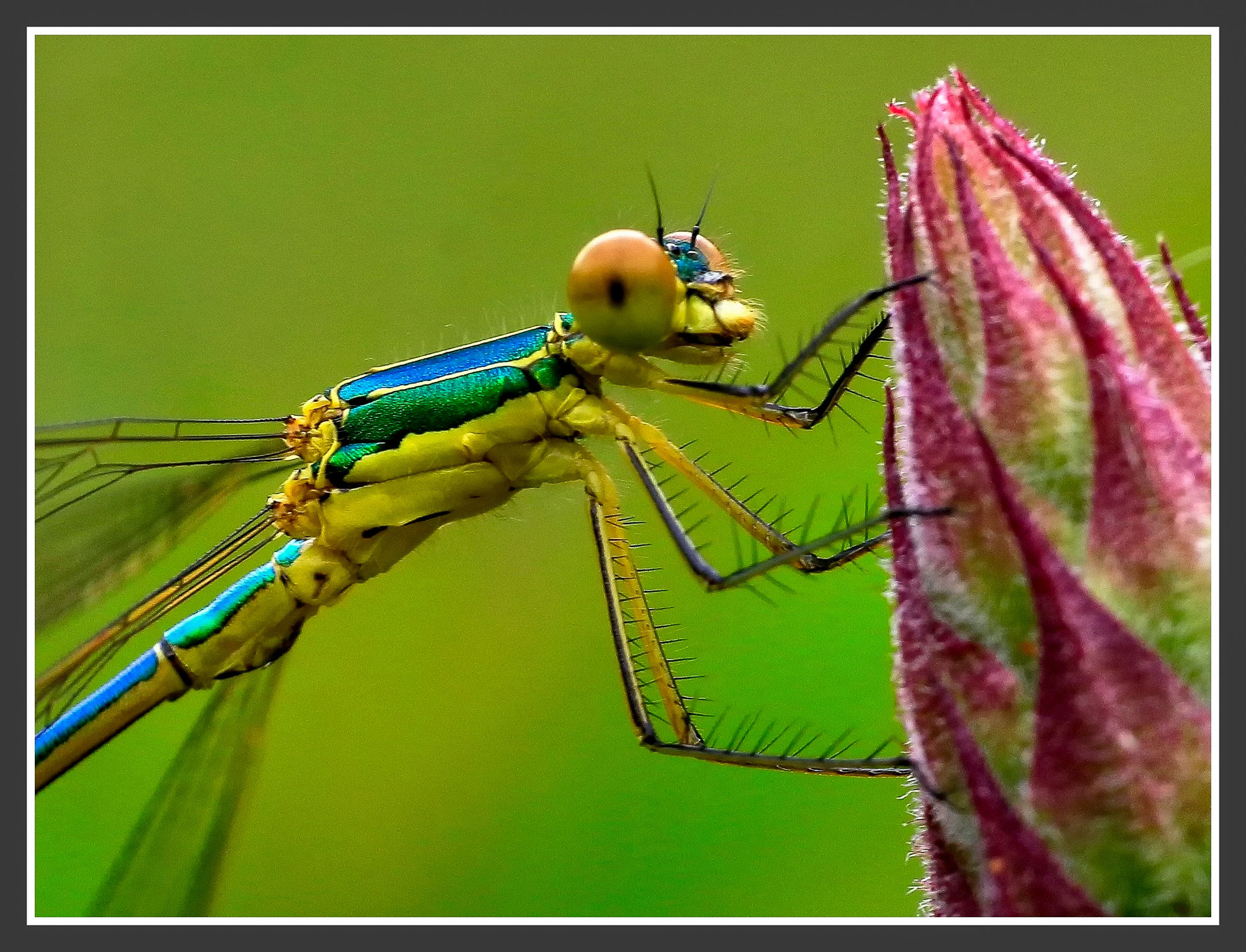 Macro fine art