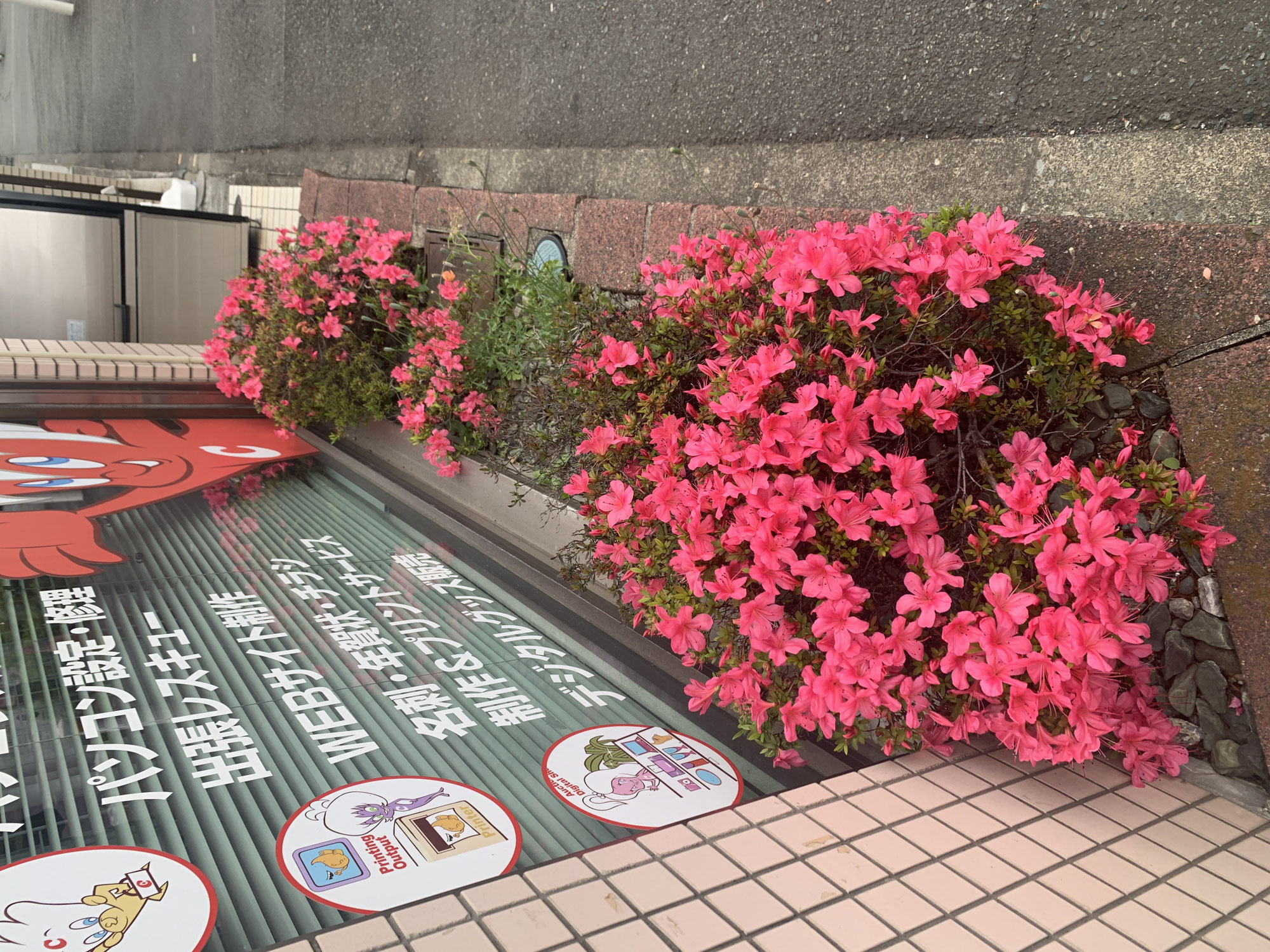 今年もサツキが咲きました