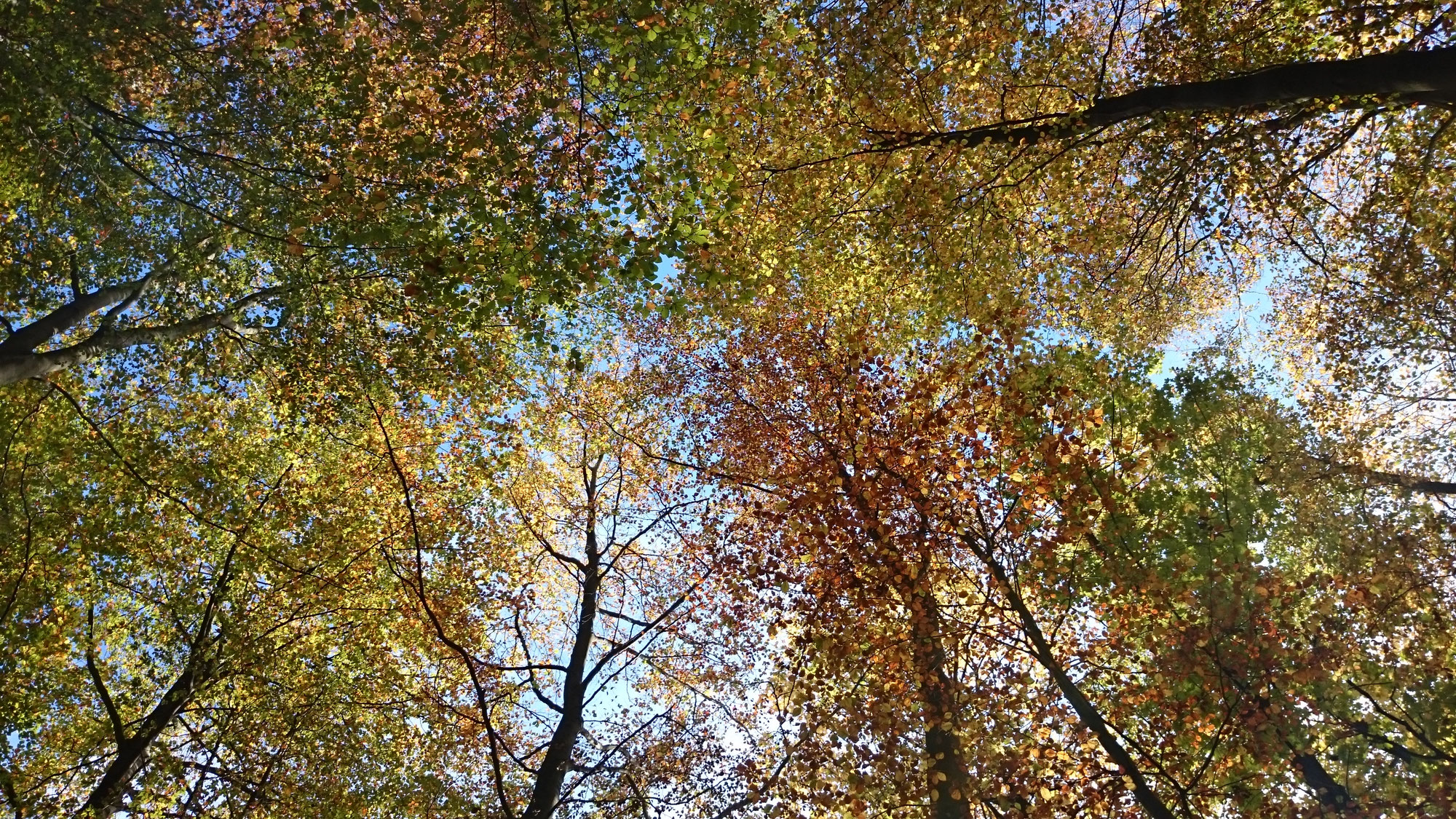 Der Wald als Trauerbegleiter