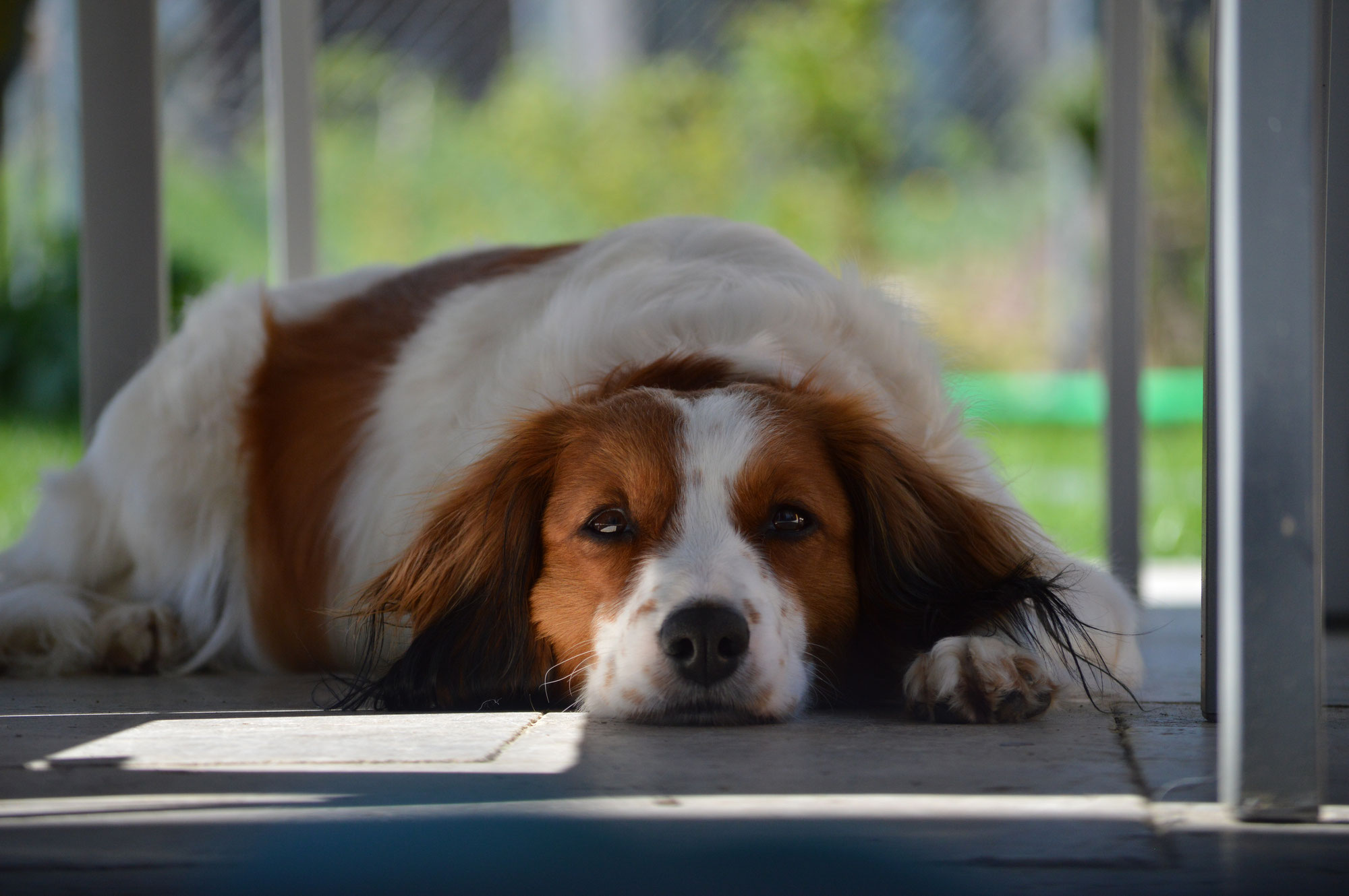 Aktuelles Kooiker Vom Vohlinschloss Homepage Nederlandse Kooikerhondje Zucht Illertissen Bayern Muscheid
