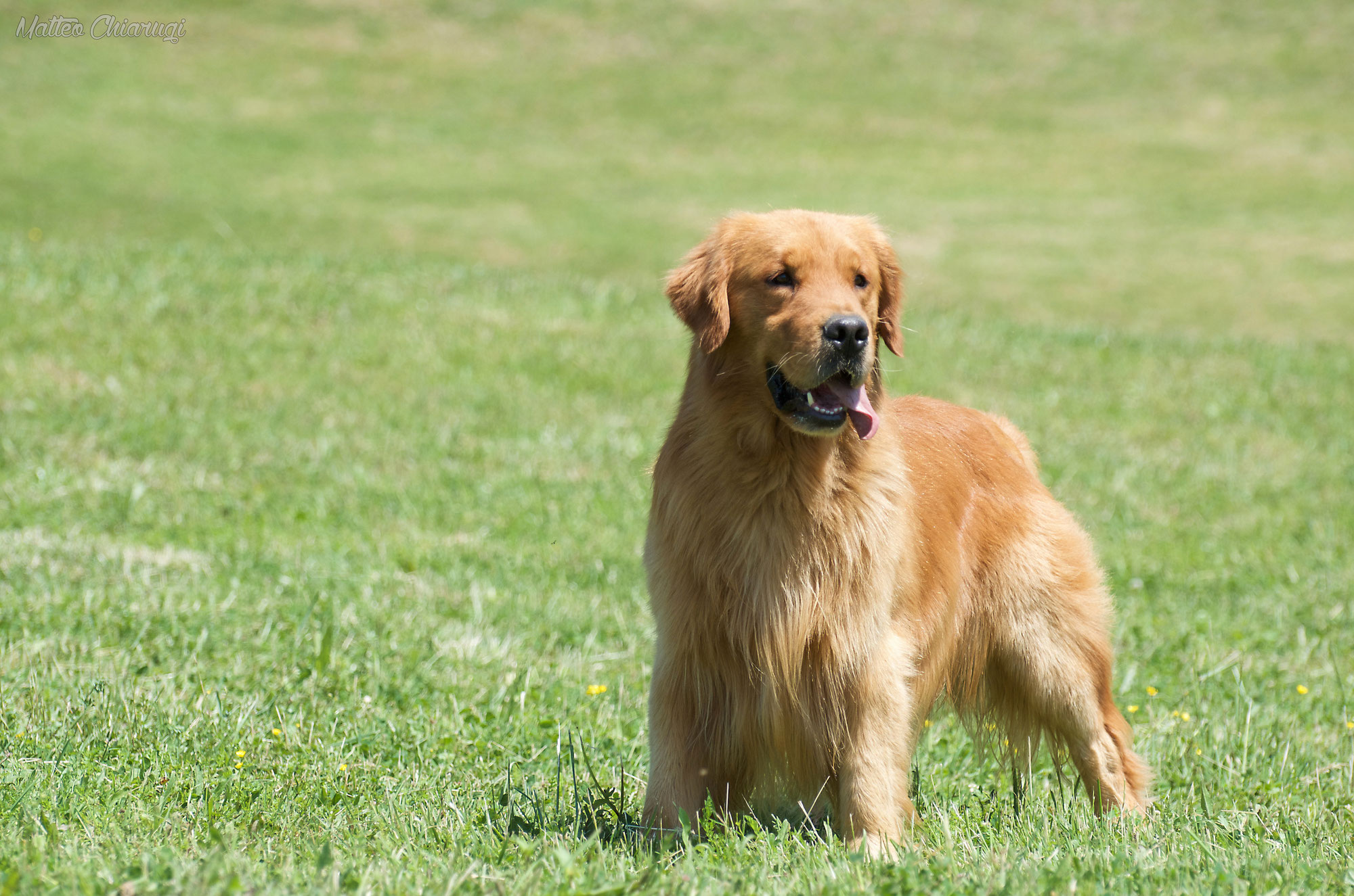 Retriever American: A Comprehensive Guide to Vehicle Reviews