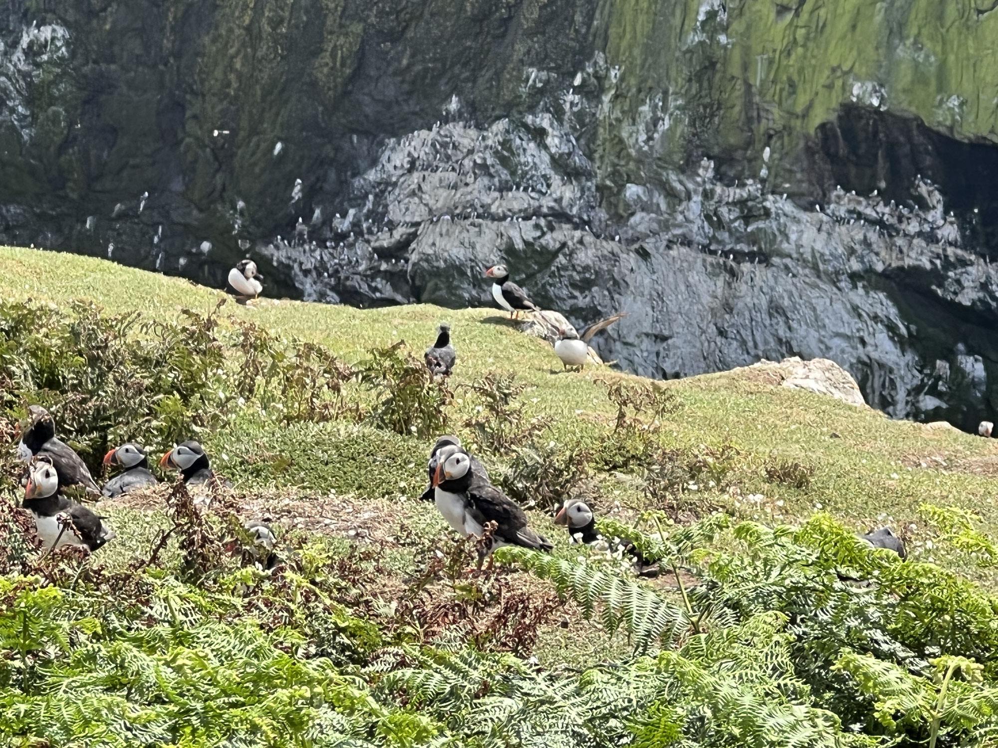 Vogelinsel Skomer (Wales)