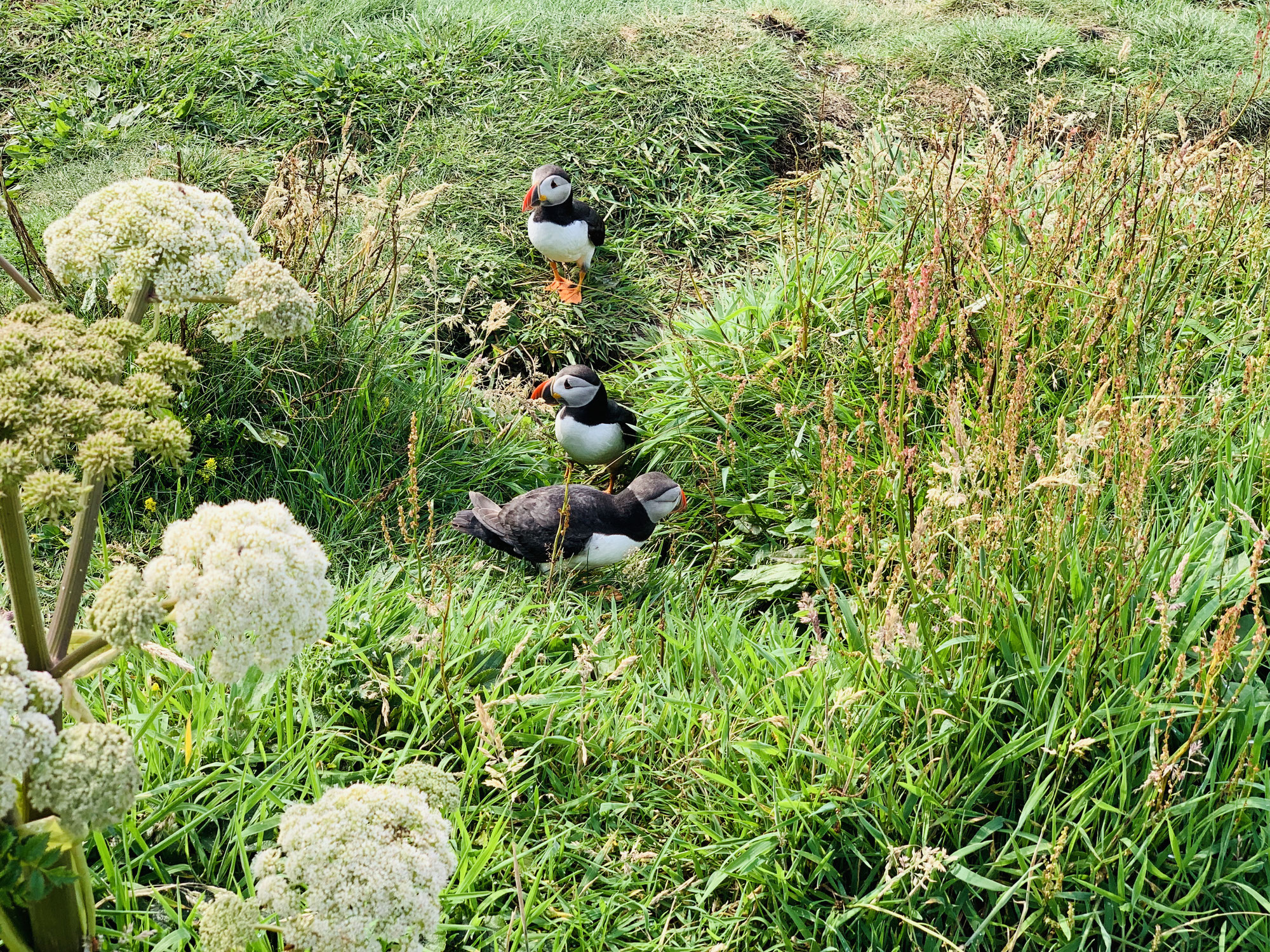 Vogelinsel Lovund (Norwegen)