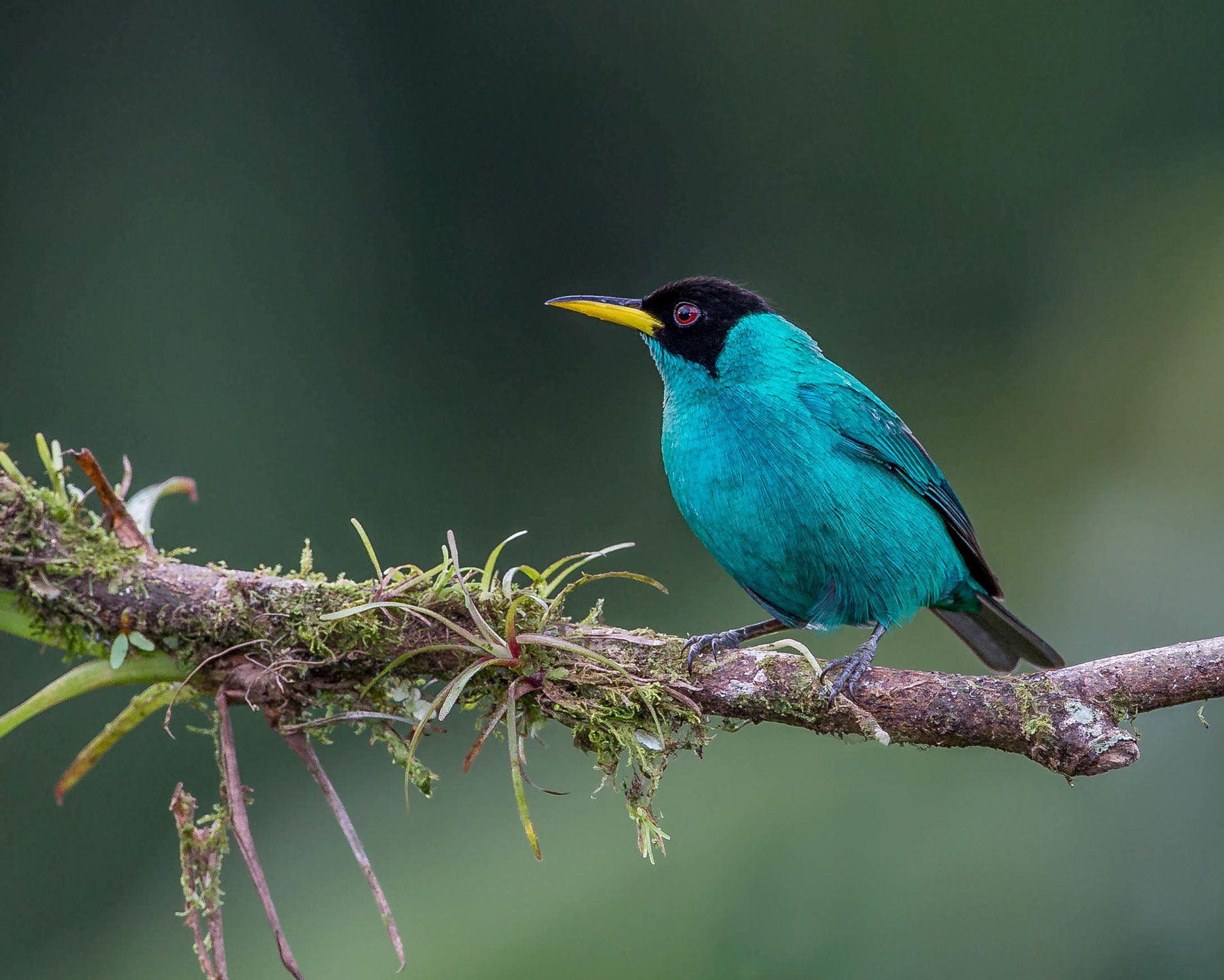 Très habile, le tangara émeraude attrape les insectes en plein vol !