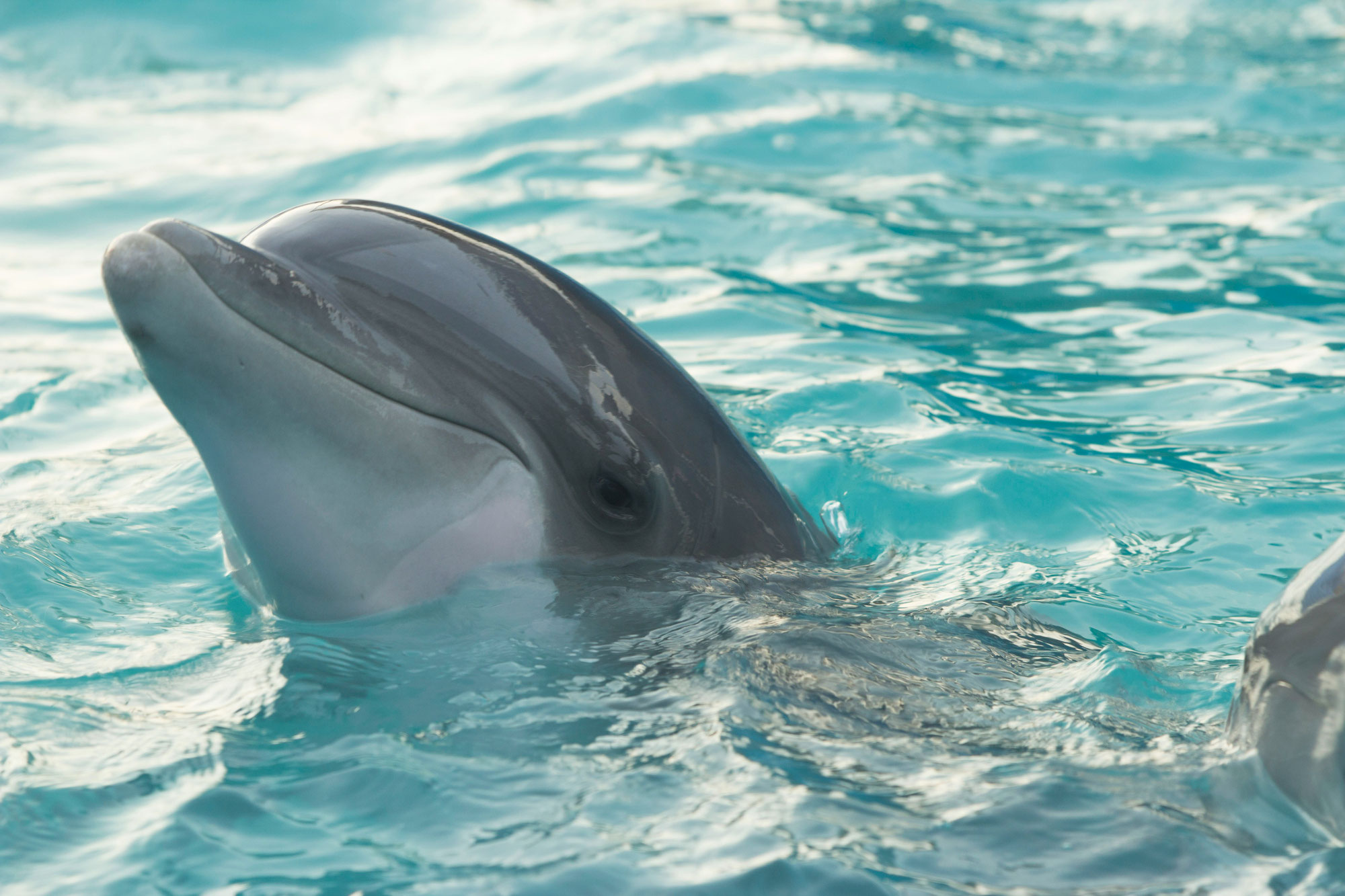 Les dauphins : maîtres de la communication et génies de l'océan