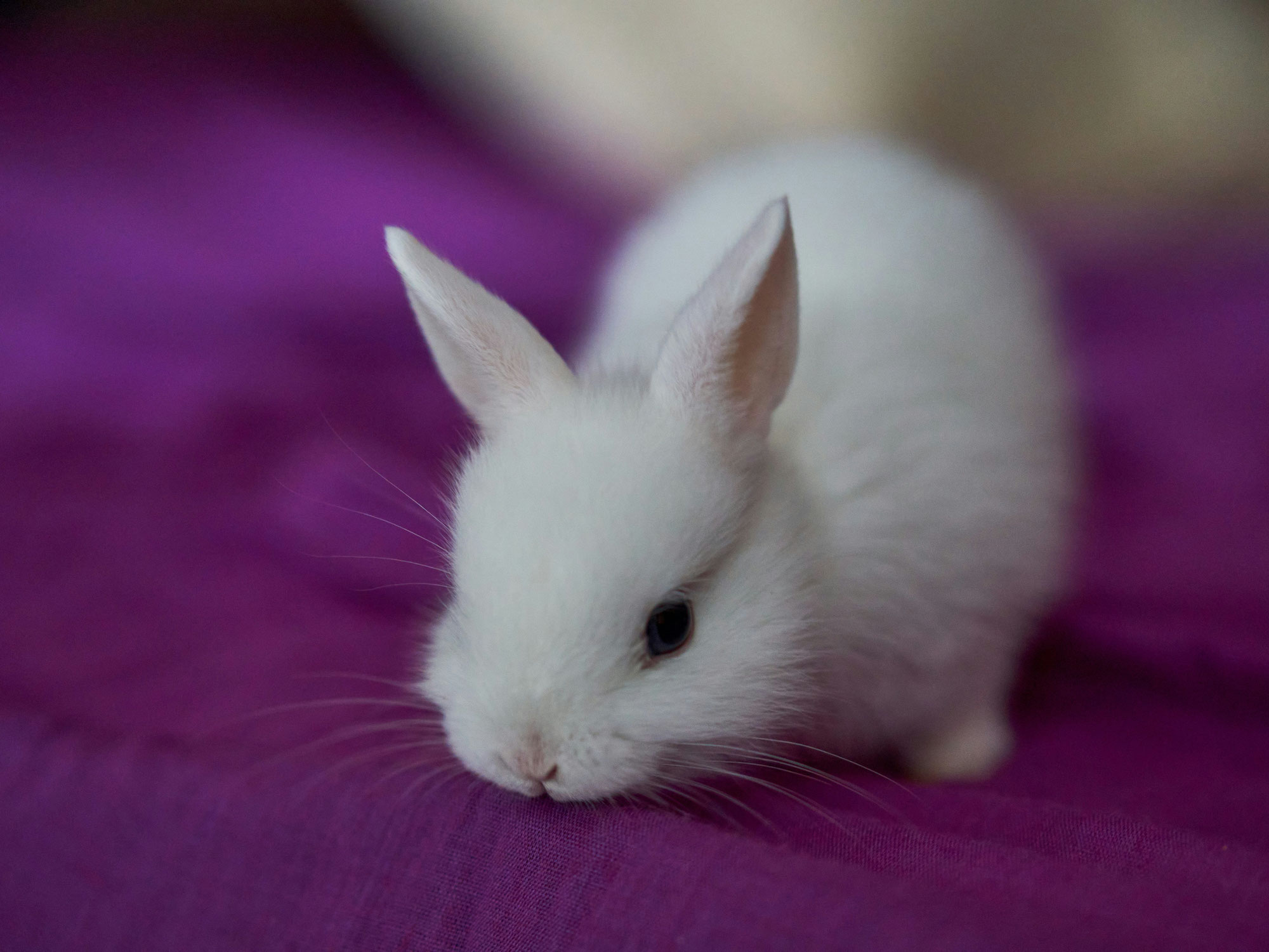 Voici ce que vous devriez savoir avant d'adopter un lapin !