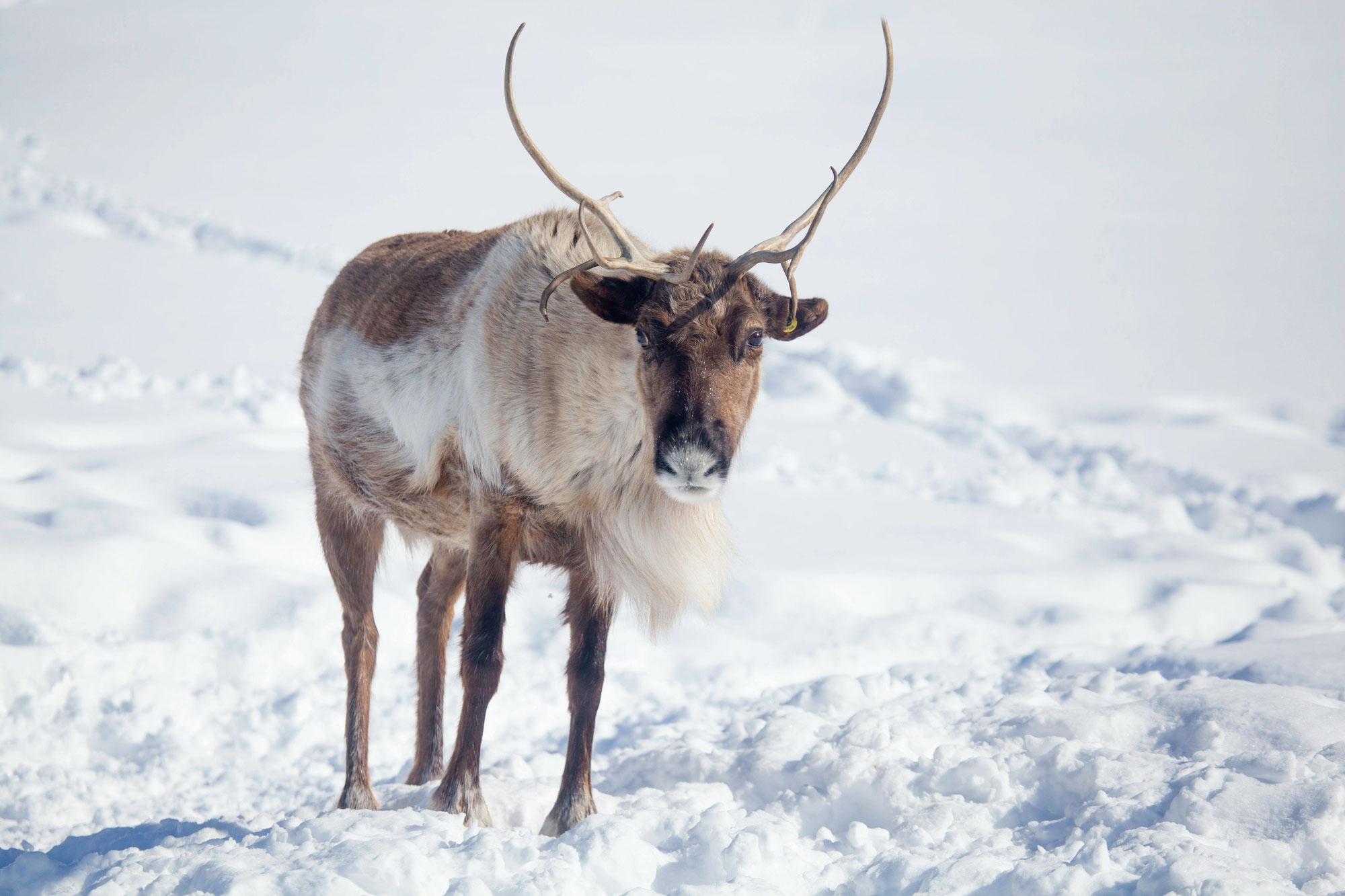 Du Grand Nord à la légende de Noël : comment le renne est devenu le fidèle compagnon du Père Noël