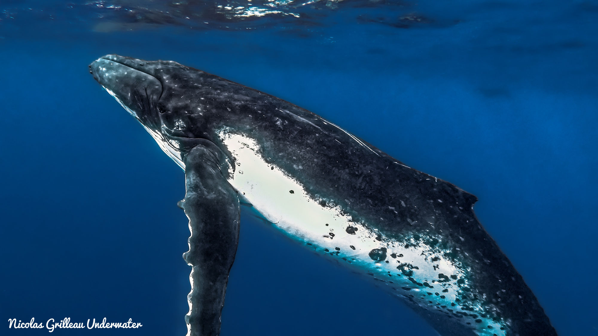 Le rorqual à bosses, géant des mers !