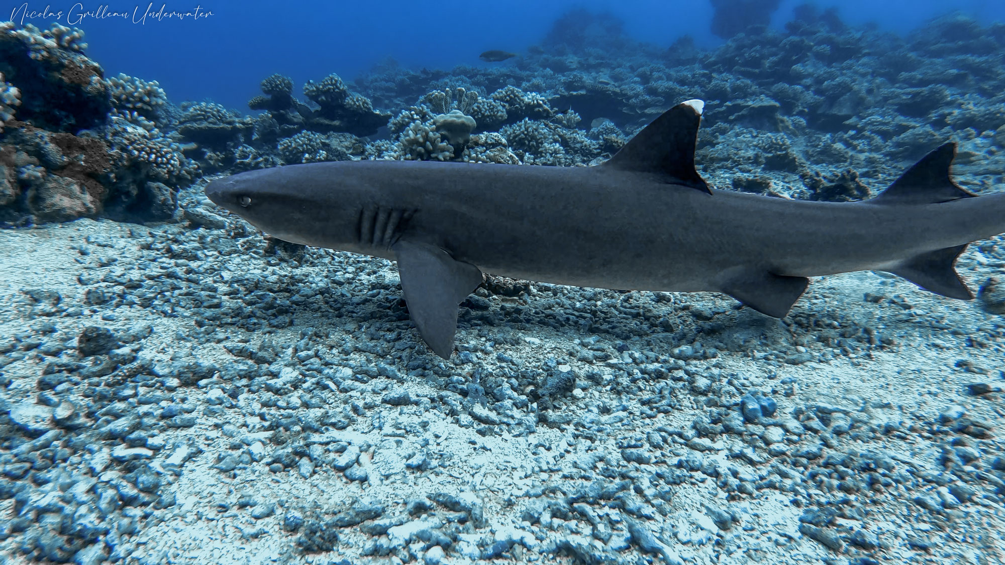 Plutôt agressif, le requin pointe blanche  est capable de plonger jusqu'à 800 mètres de profondeur.