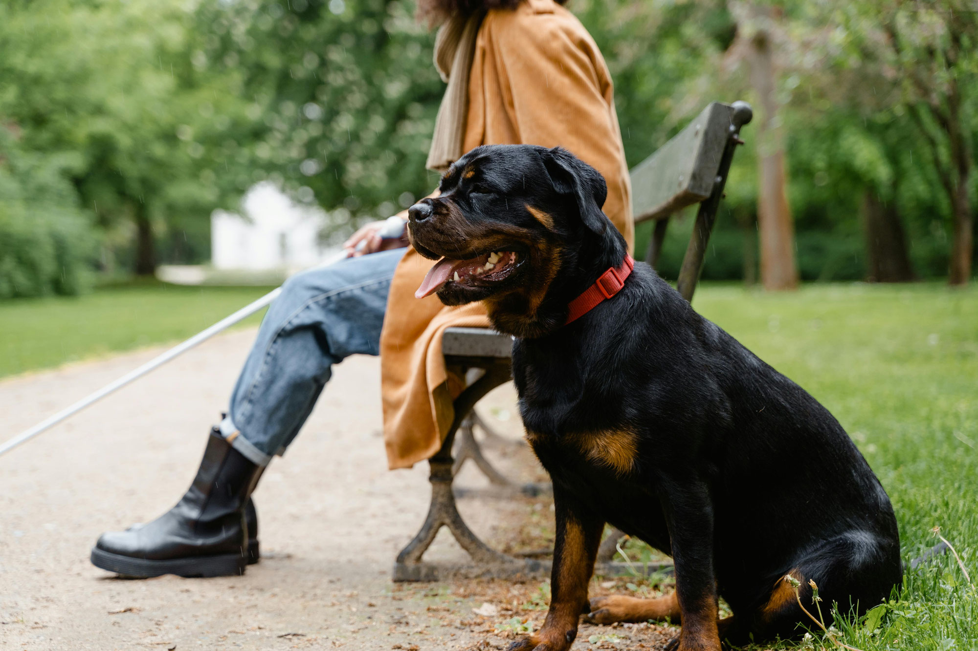 Les chiens de travail : héros du quotidien, partenaires de bureau et stars des réseaux !