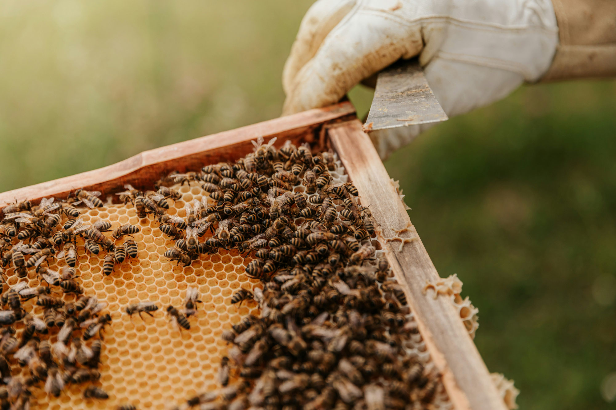 Les néonicotinoïdes : un fléau pour les abeilles et l'avenir de l'humanité