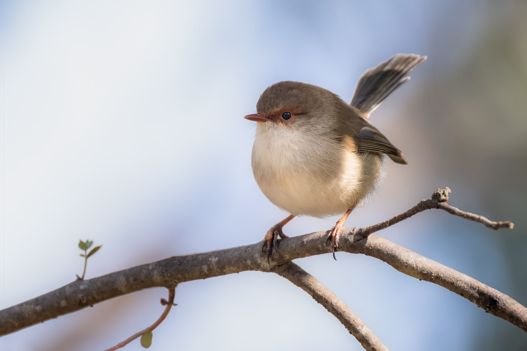 Comment attirer les oiseaux dans votre jardin au printemps ?