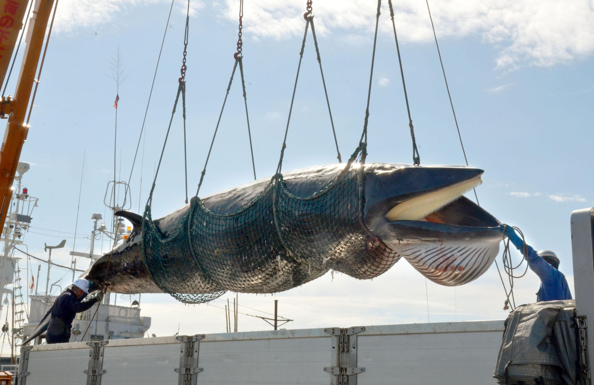 Plus de 300 baleines tuées par le Japon sur la saison 2017-2018