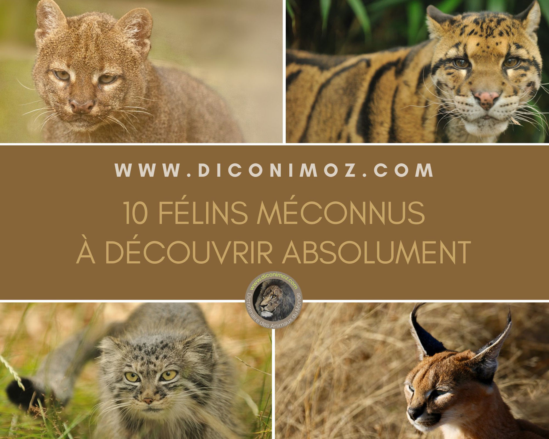 10 félins méconnus à découvrir absolument