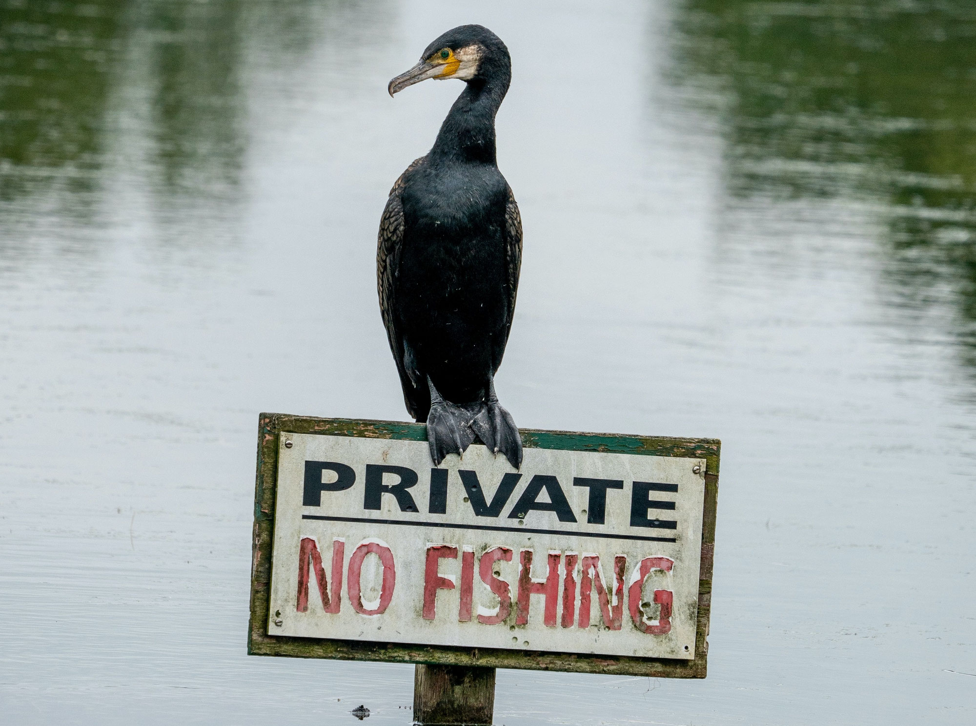 La prédation des cormorans et des hérons cendrés : défis pour les milieux piscicoles et solutions envisageables