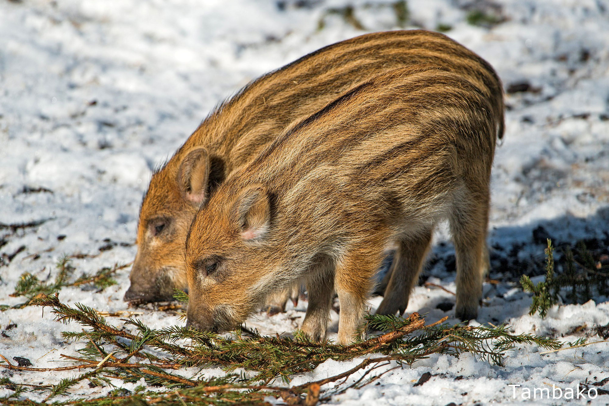 Connaissez vous le nom des bébés Animaux ?