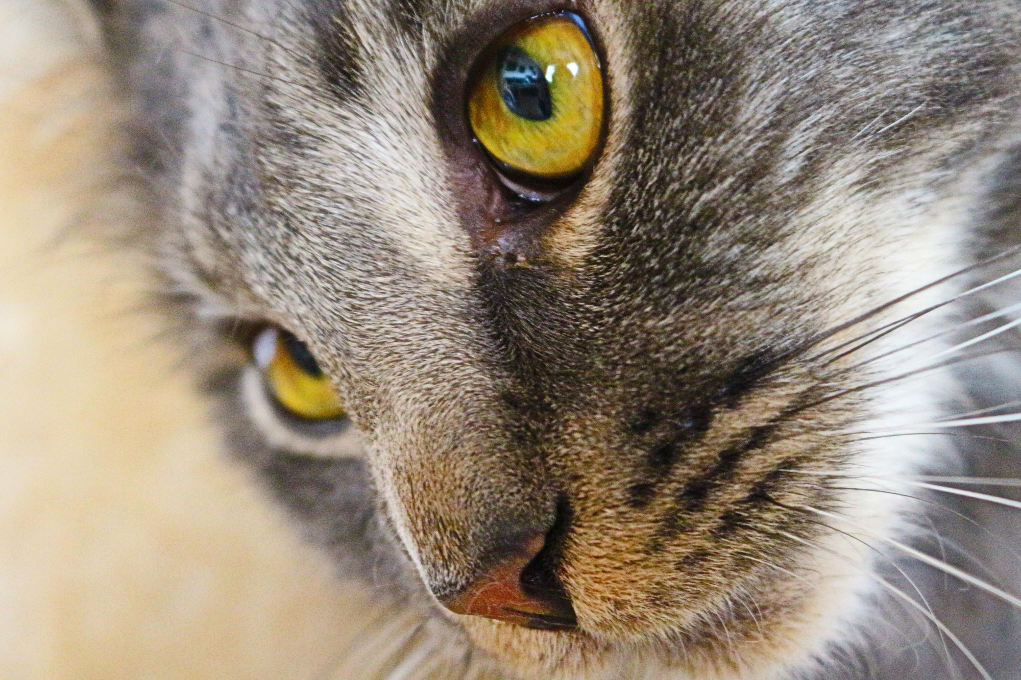 Comment les animaux perçoivent-ils le monde ? La vision expliquée simplement