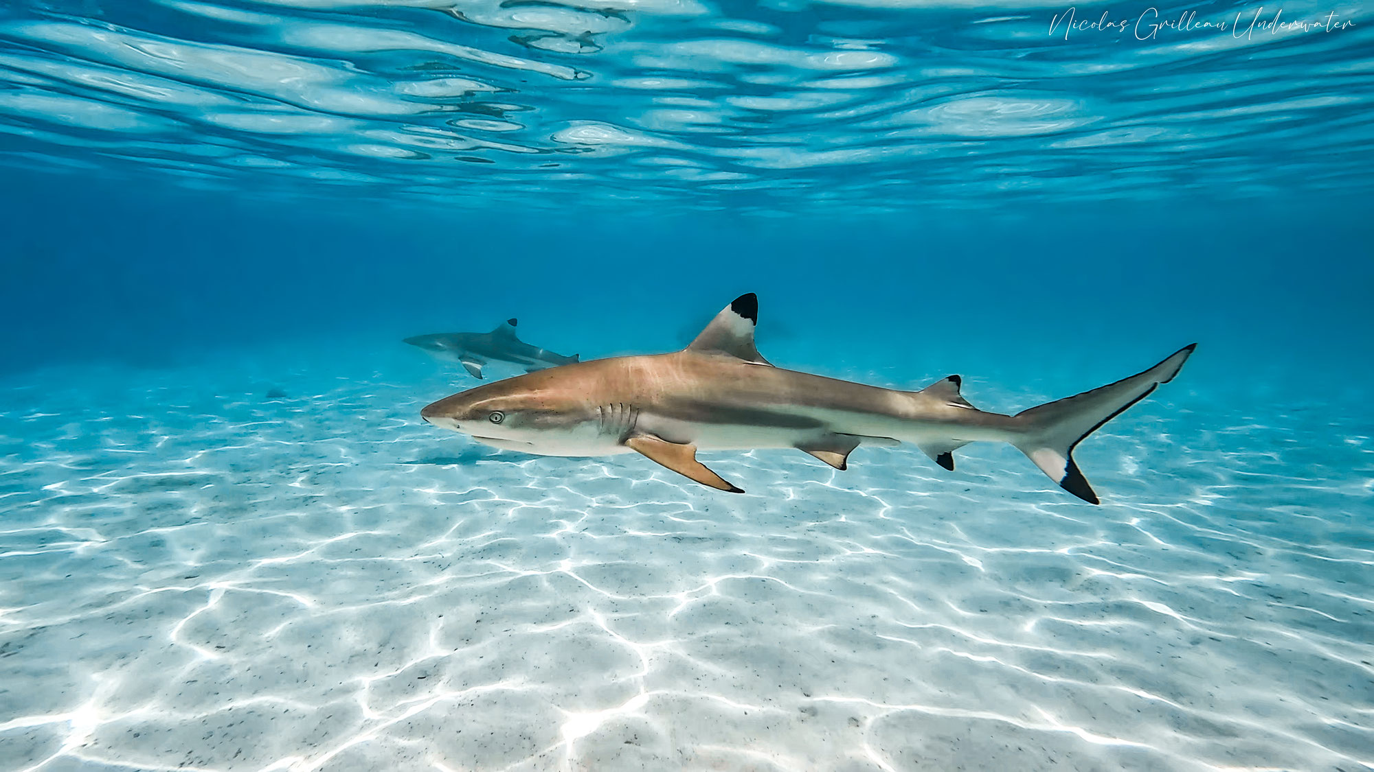 Le requin à pointes noires