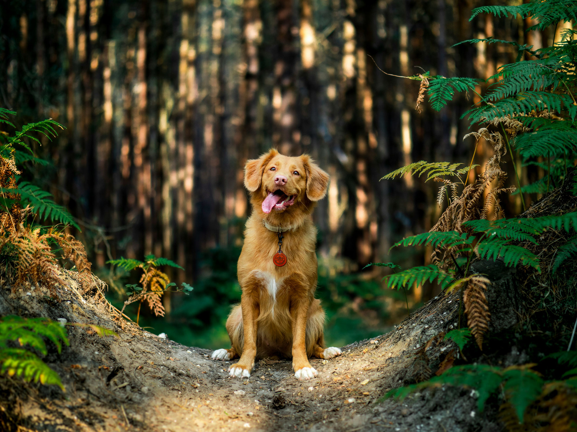 Mon chien est rentré de sa balade avec des tiques, que dois-je faire ?