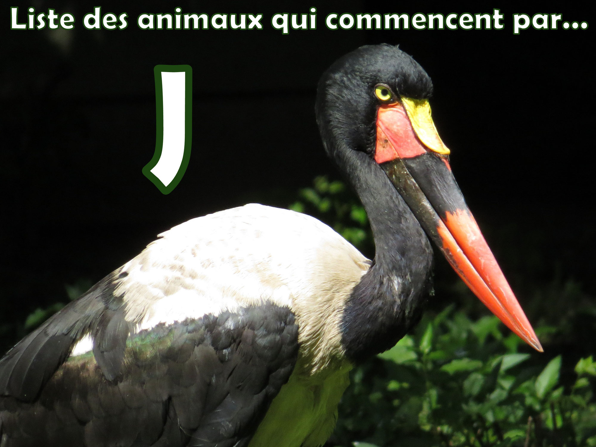 Liste des animaux commençant par la lettre "J"