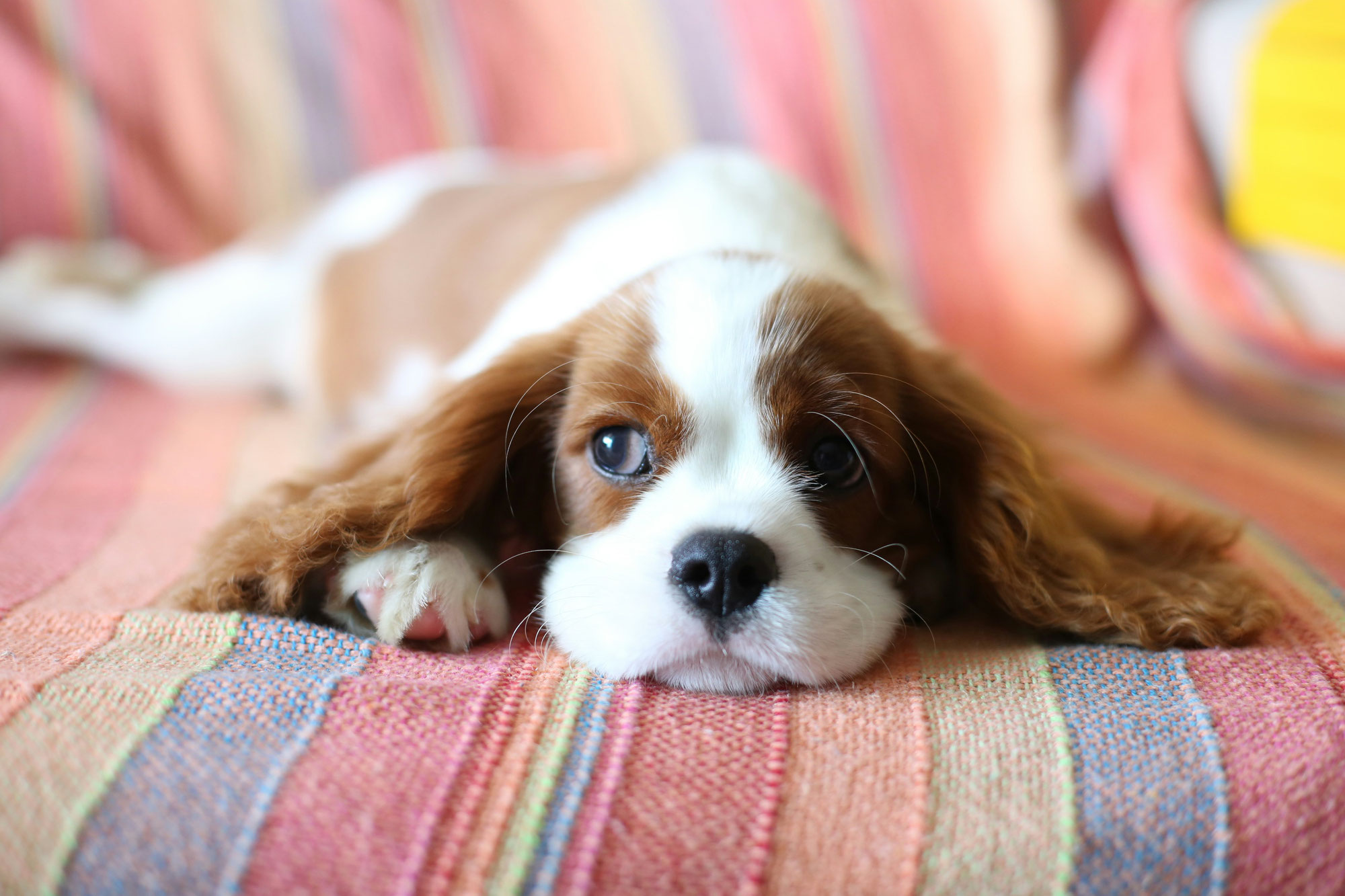 Mon chien semble toujours fatigué, faut-il s'en inquiéter ?