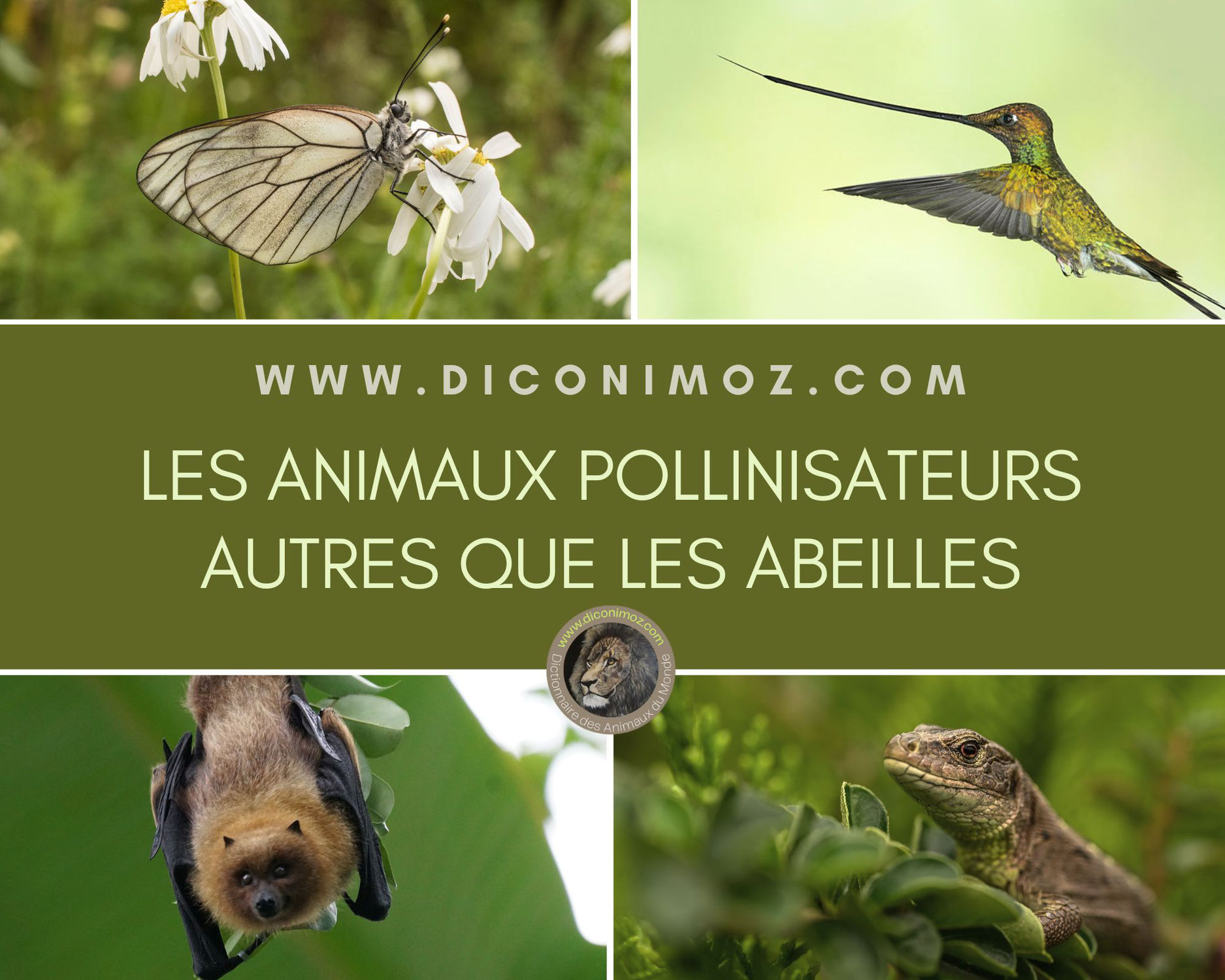 Les animaux pollinisateurs méconnus : un monde coloré au-delà des abeilles