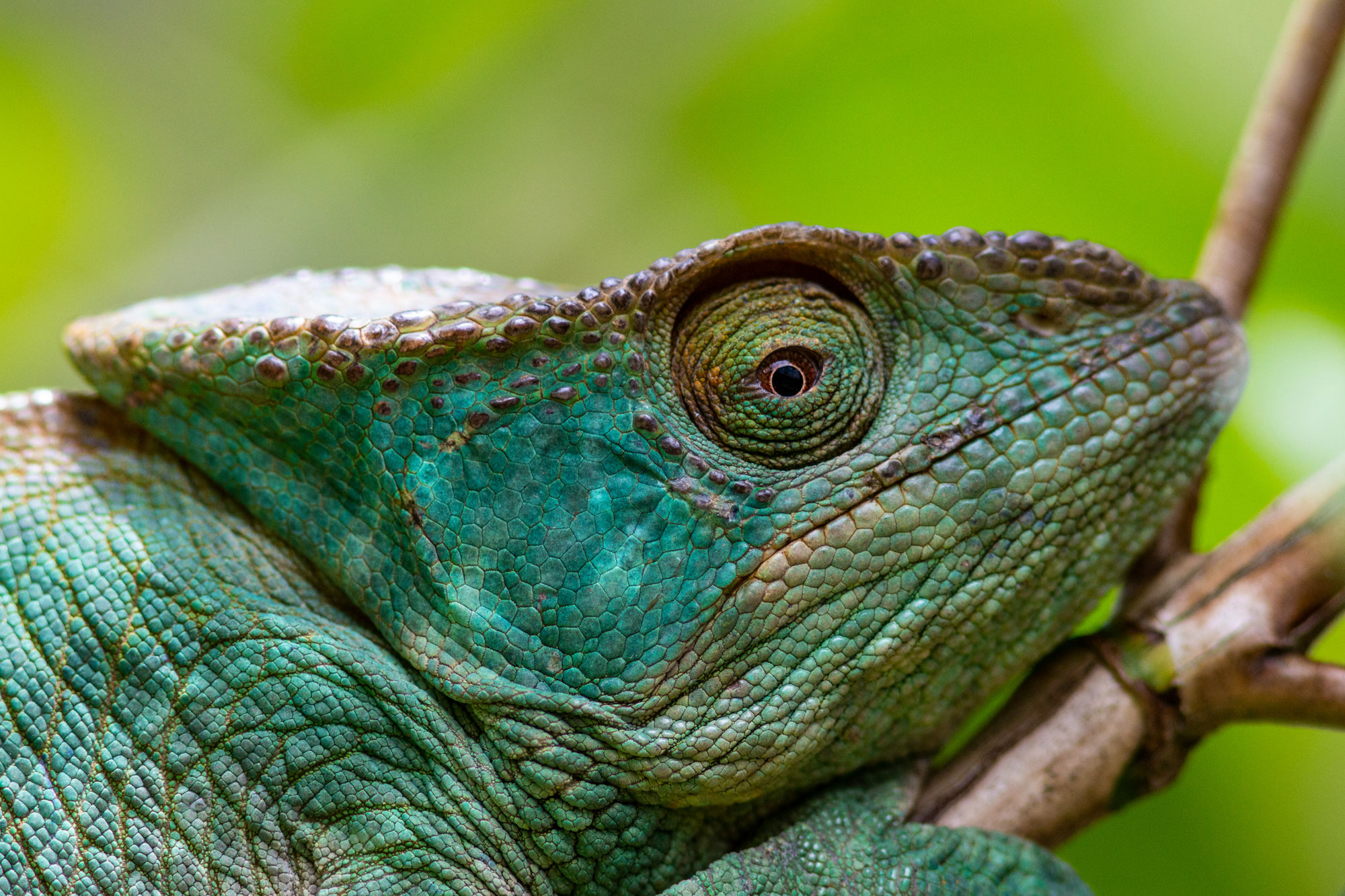 Pourquoi certains animaux changent de couleur ? Les secrets de la chromatophorie