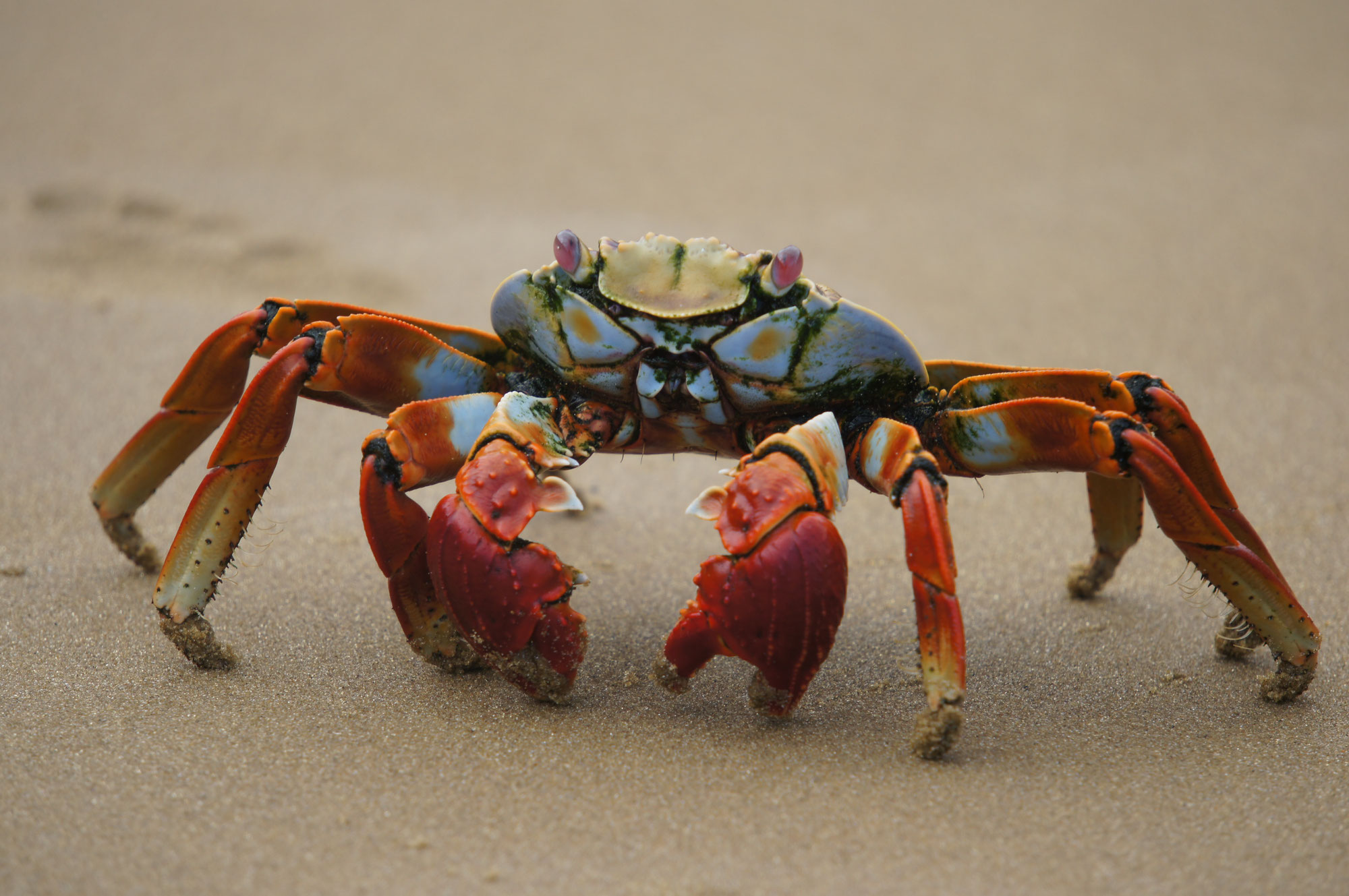 Très présent aux îles Galapagos, le crabe rouge de rocher est principalement herbivore