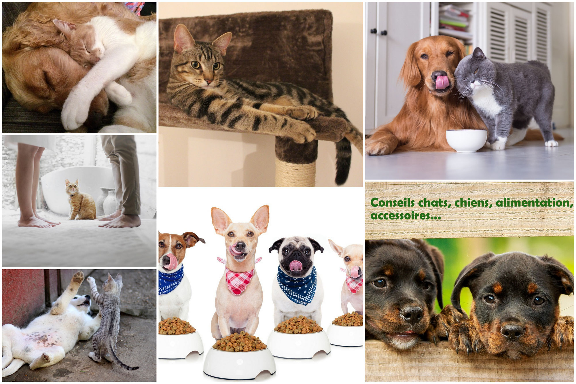 La rubrique conseils et astuces, chiens et chats, votre nouveau rendez-vous Diconimoz