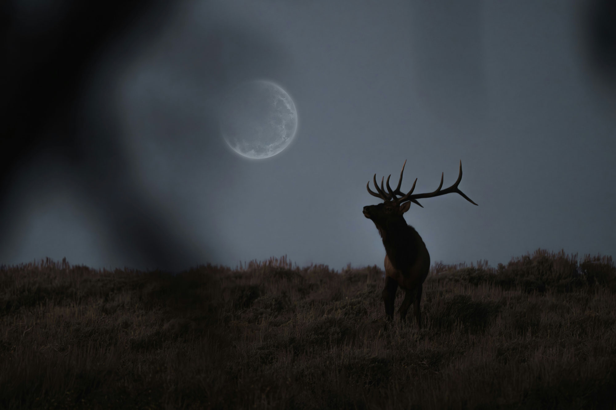 La lune a-t-elle une réelle influence sur les animaux et les humains ?