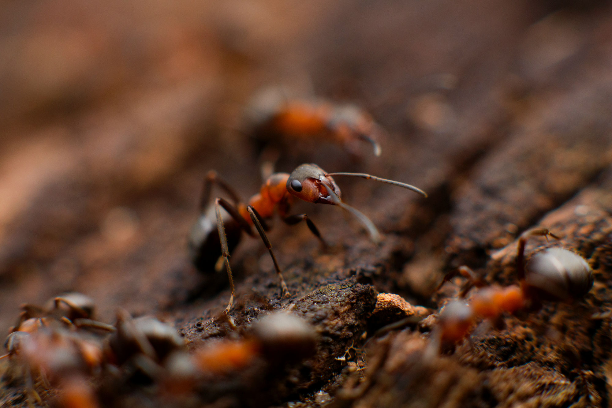 L'importance vitale des insectes dans la survie de l'humanité sur terre