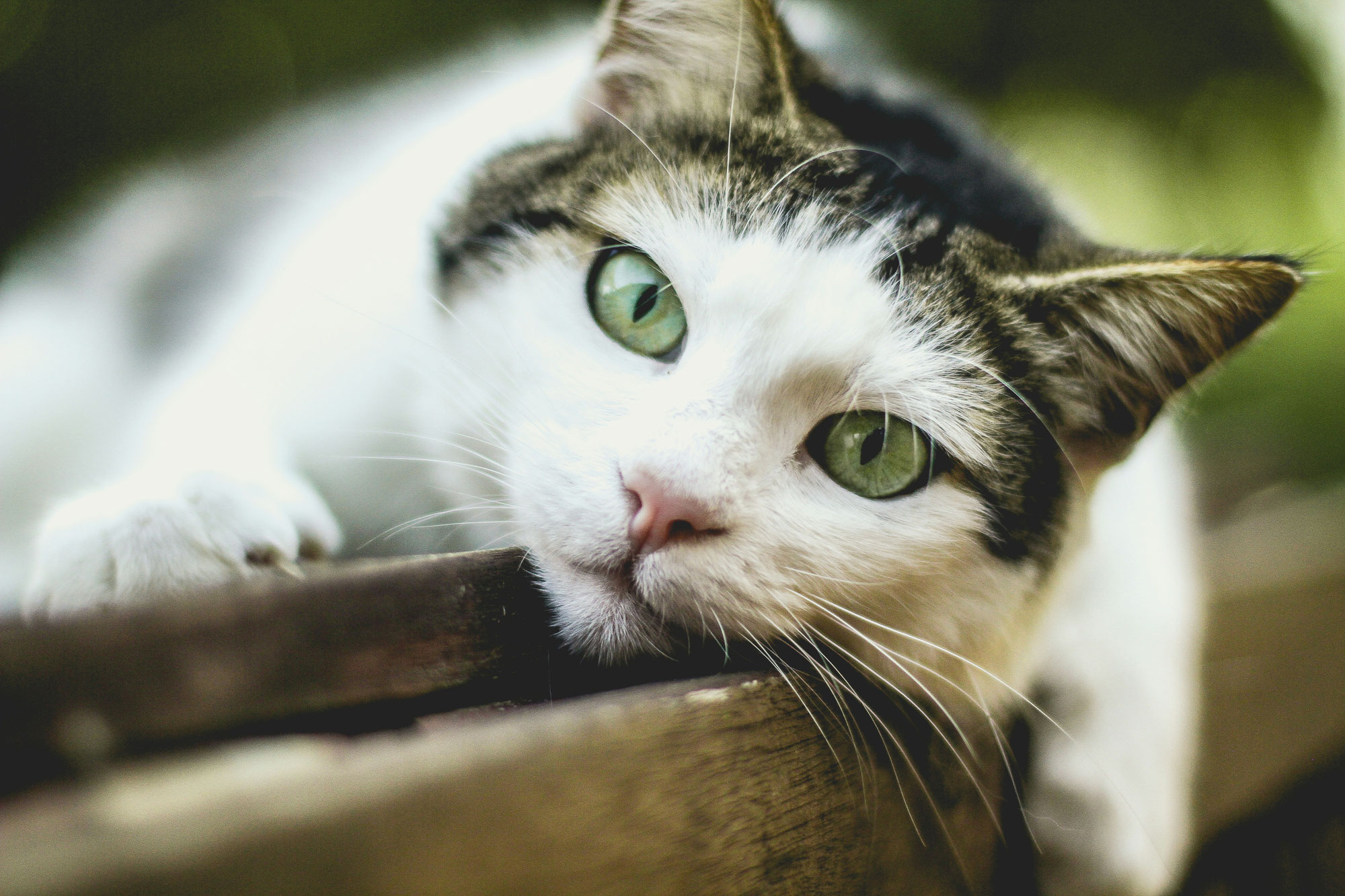 Chats en chaleur : comment reconnaître les signes chez le mâle et la femelle