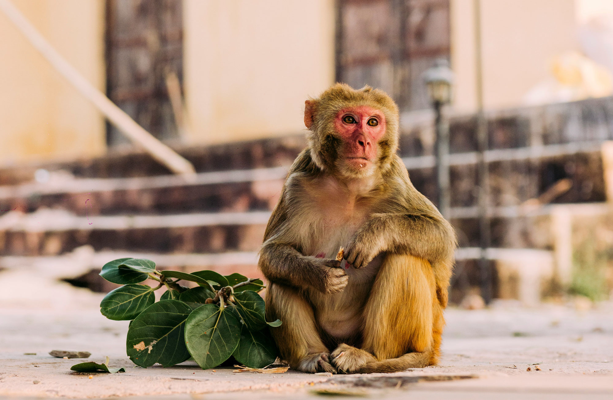 Les singes dans la culture indienne, entre mythologie et réalité, au pays du dieu Hanuman