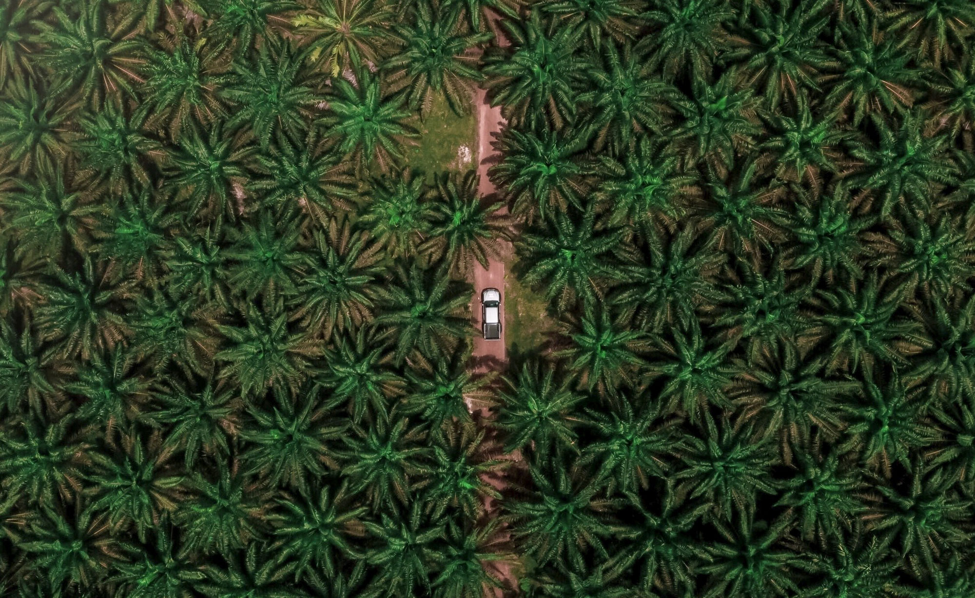 Quelles sont en 2023 les espèces animales les plus menacées par l'industrie de l'huile de palme ?