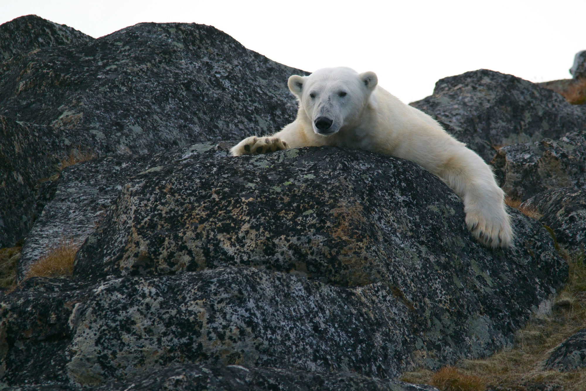 La situation désespérée de l'ours polaire en 2024 : victime du réchauffement climatique et de l'expansion humaine